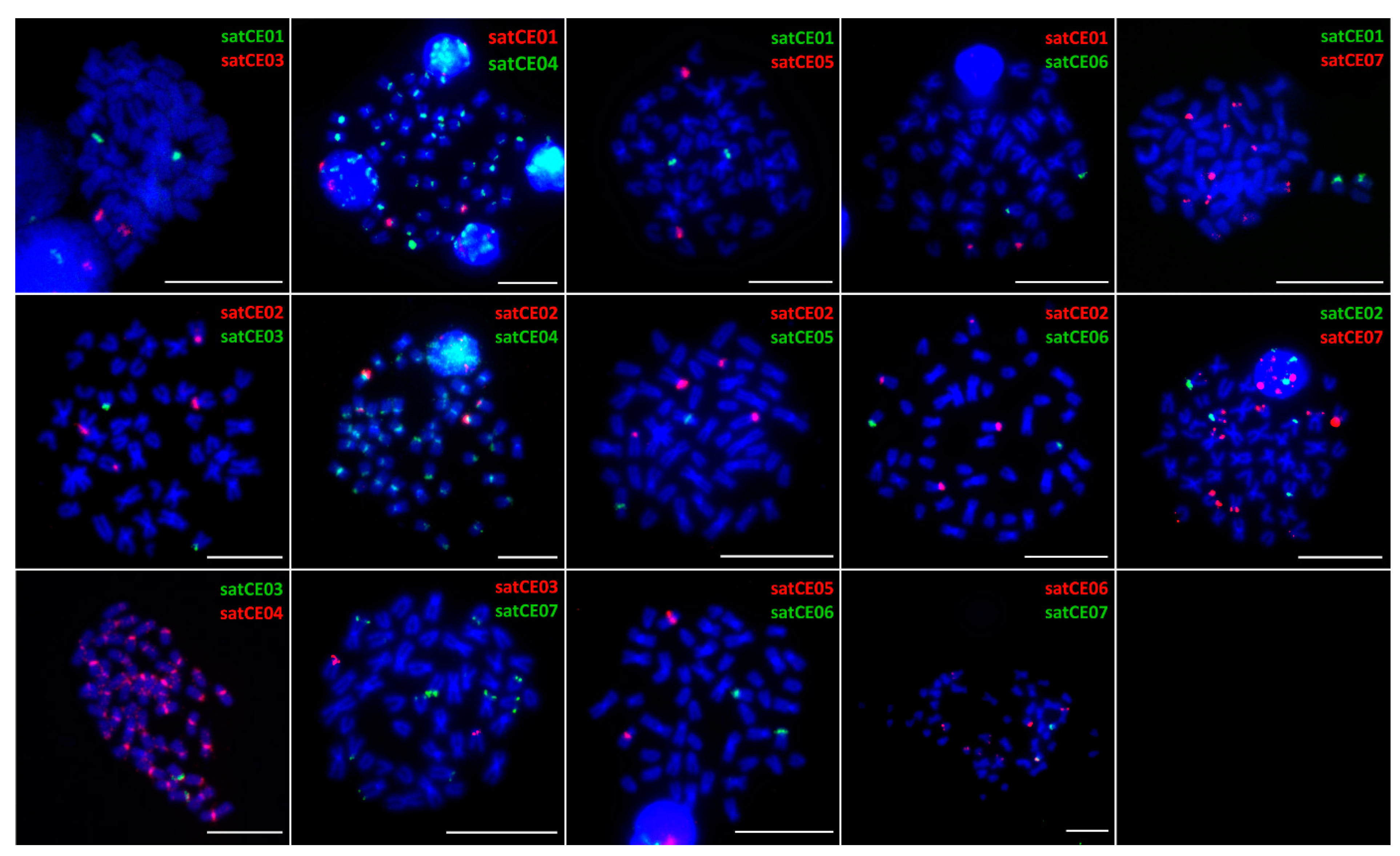 Genes 11 00617 g003 Genes 11 00617 g003