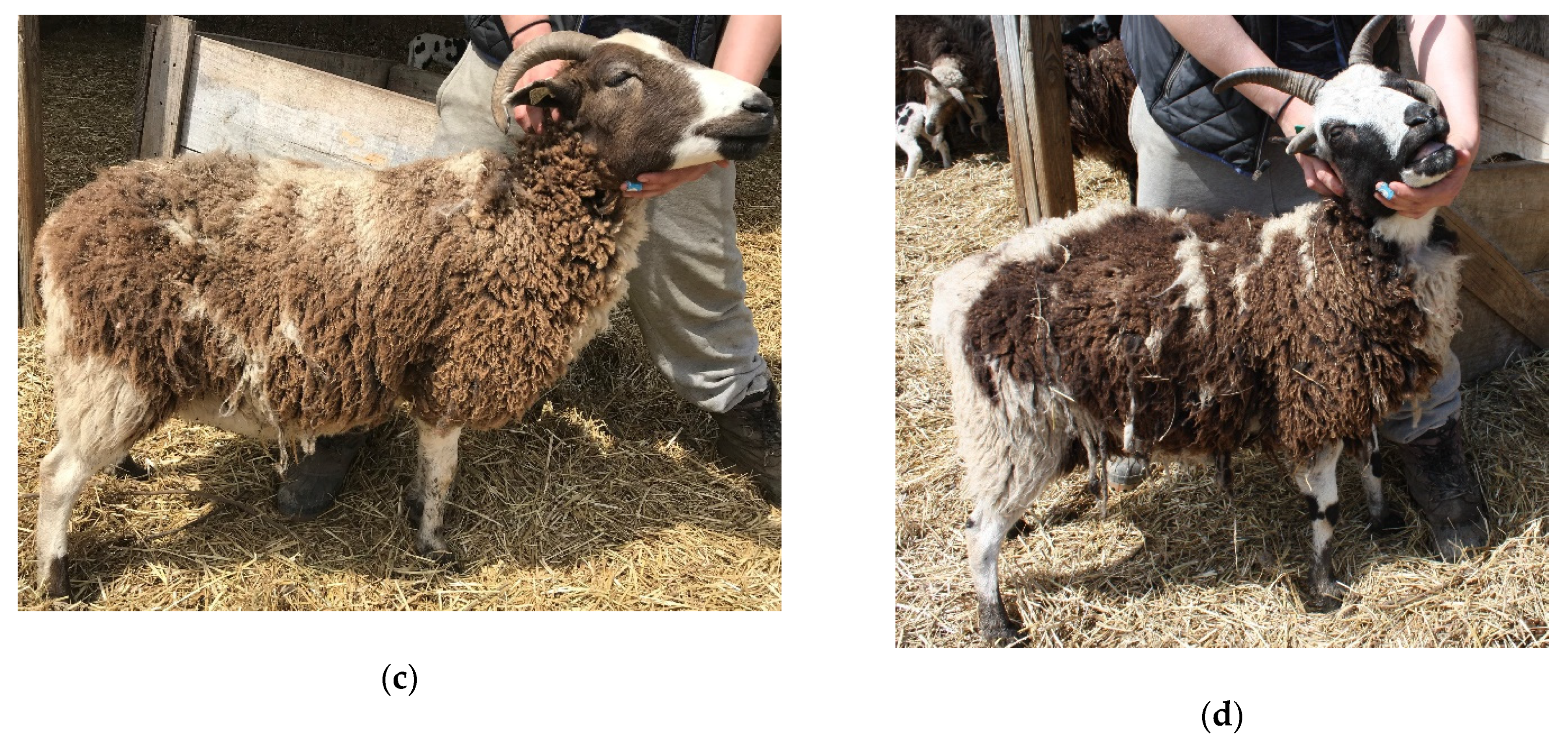 Genes 11 00618 g001b