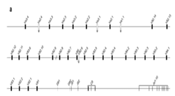 Genes 11 00624 i002 Genes 11 00624 i002