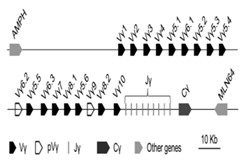 Genes 11 00624 i005 Genes 11 00624 i005
