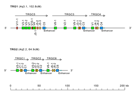 Genes 11 00624 i007 Genes 11 00624 i007