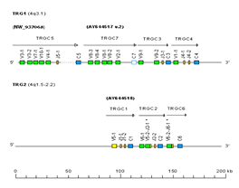 Genes 11 00624 i008 Genes 11 00624 i008