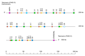 Genes 11 00624 i011 Genes 11 00624 i011