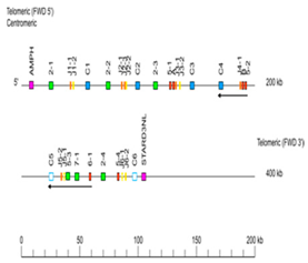Genes 11 00624 i012 Genes 11 00624 i012