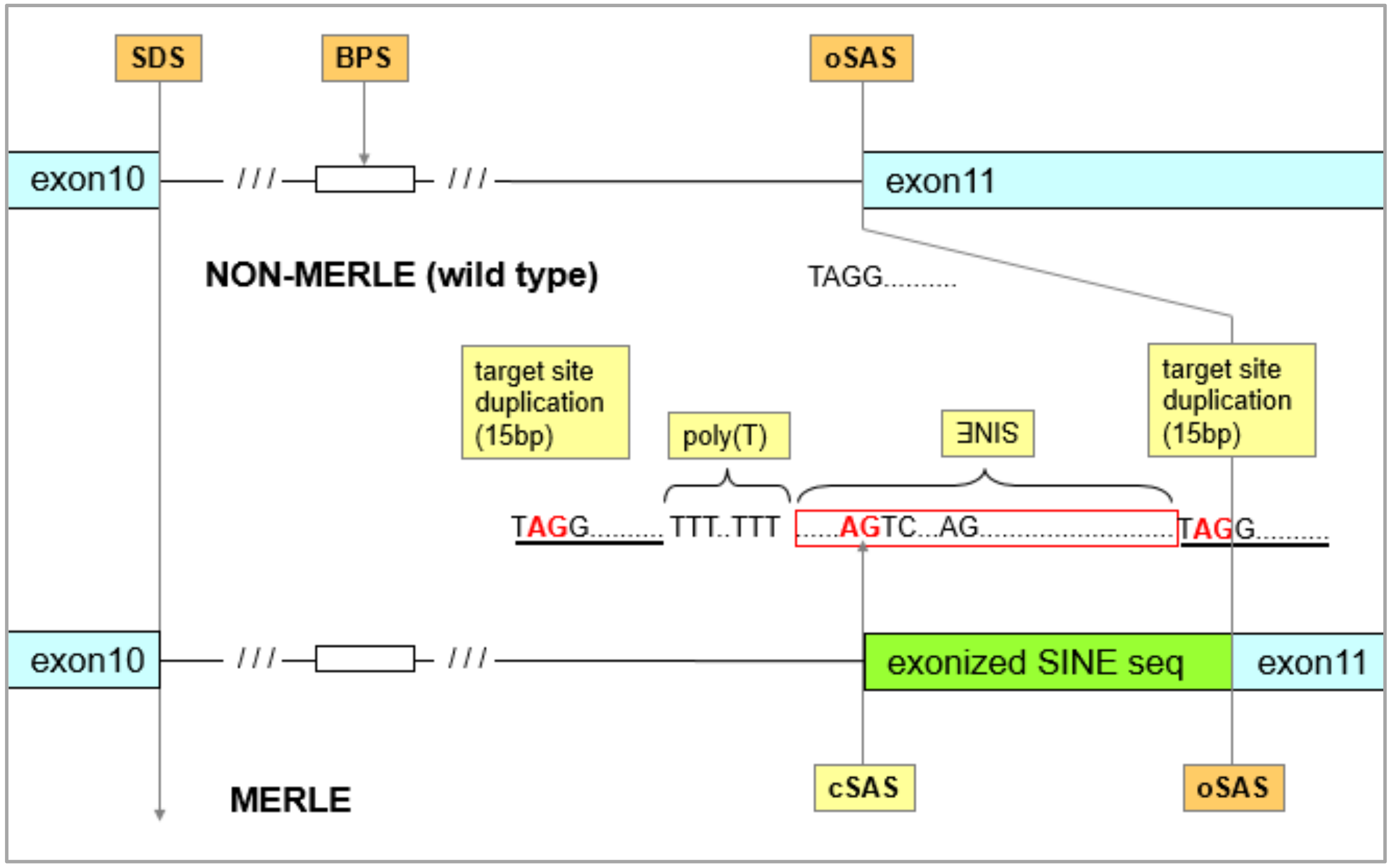 Genes 11 00660 g003 Genes 11 00660 g003