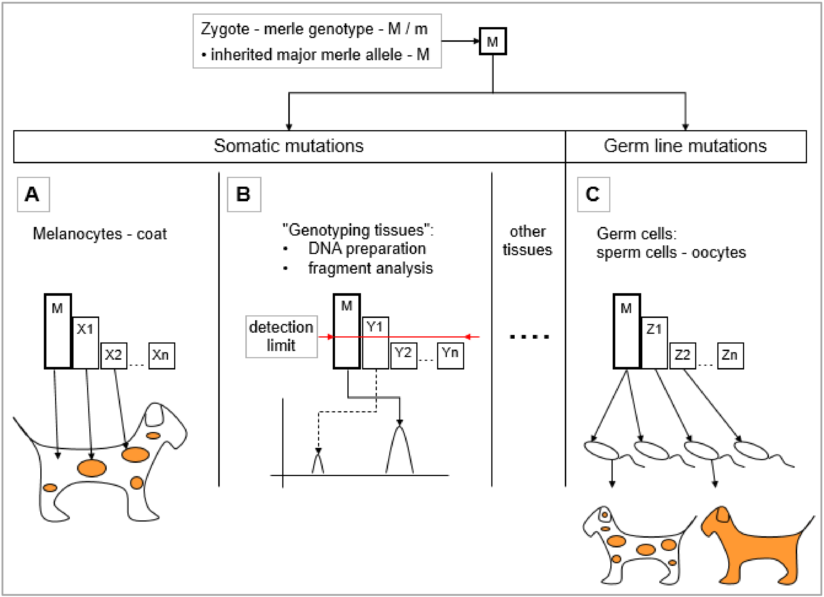 Genes 11 00660 g005 Genes 11 00660 g005