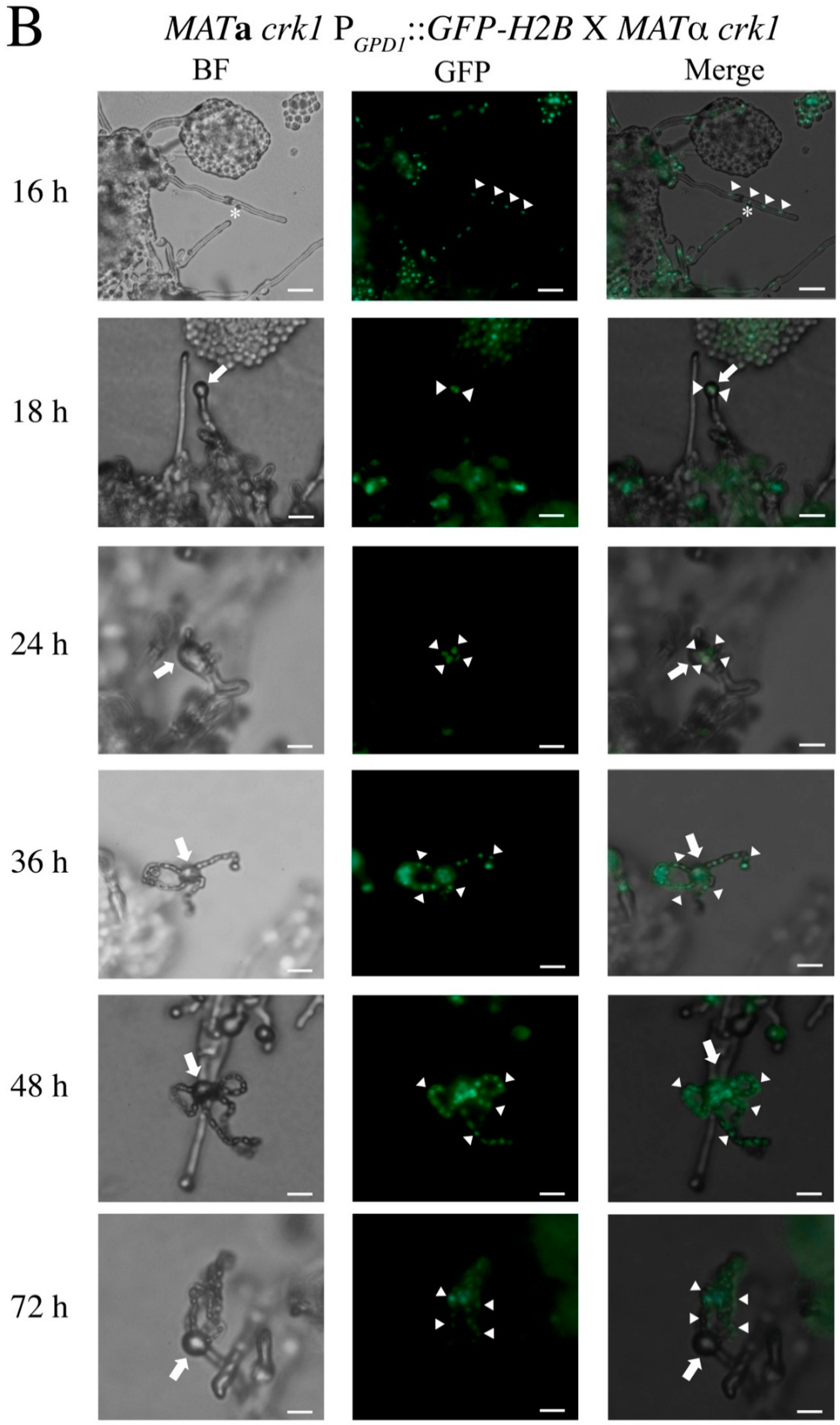 Genes 11 00669 g001b Genes 11 00669 g001b