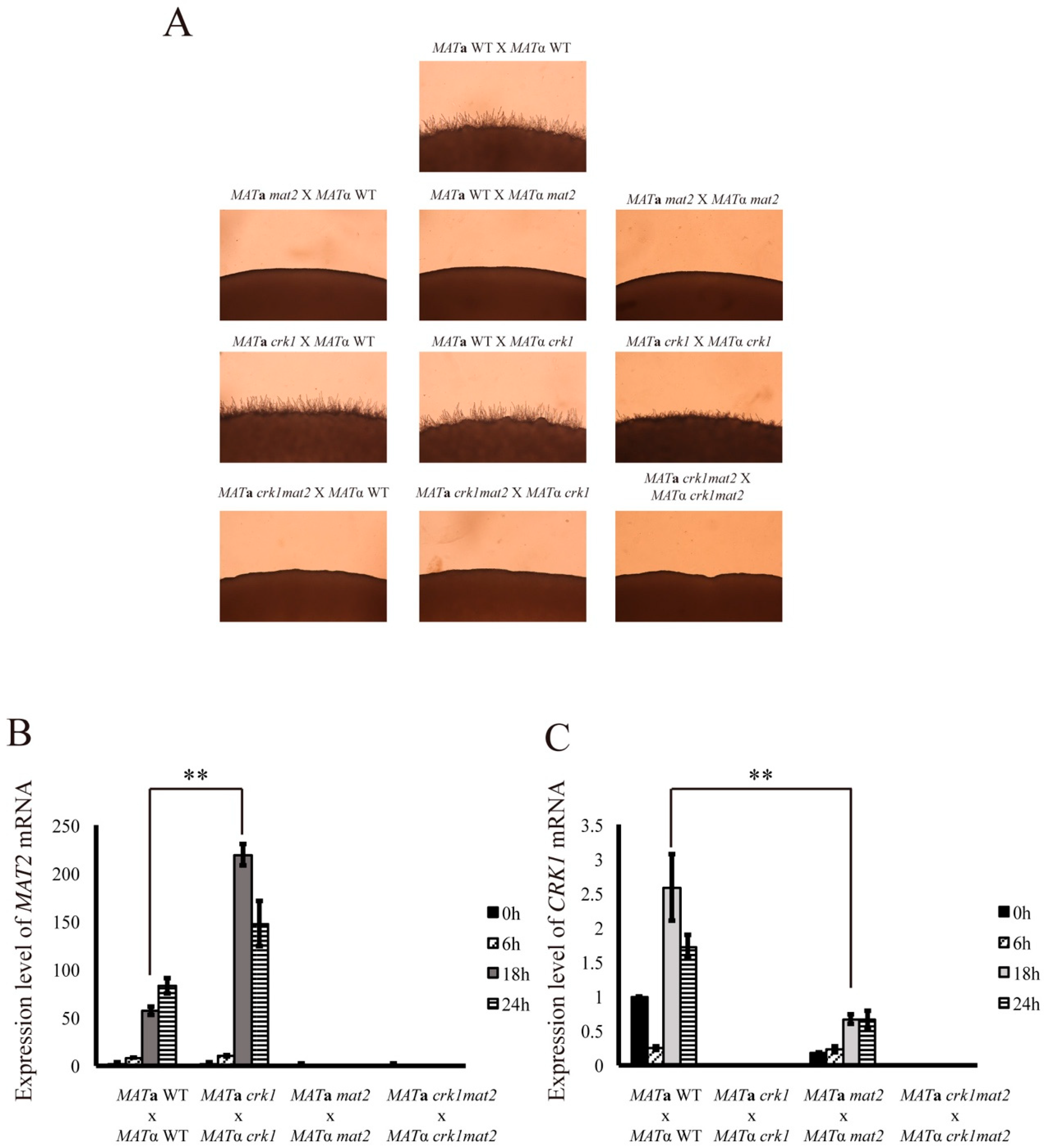 Genes 11 00669 g004 Genes 11 00669 g004