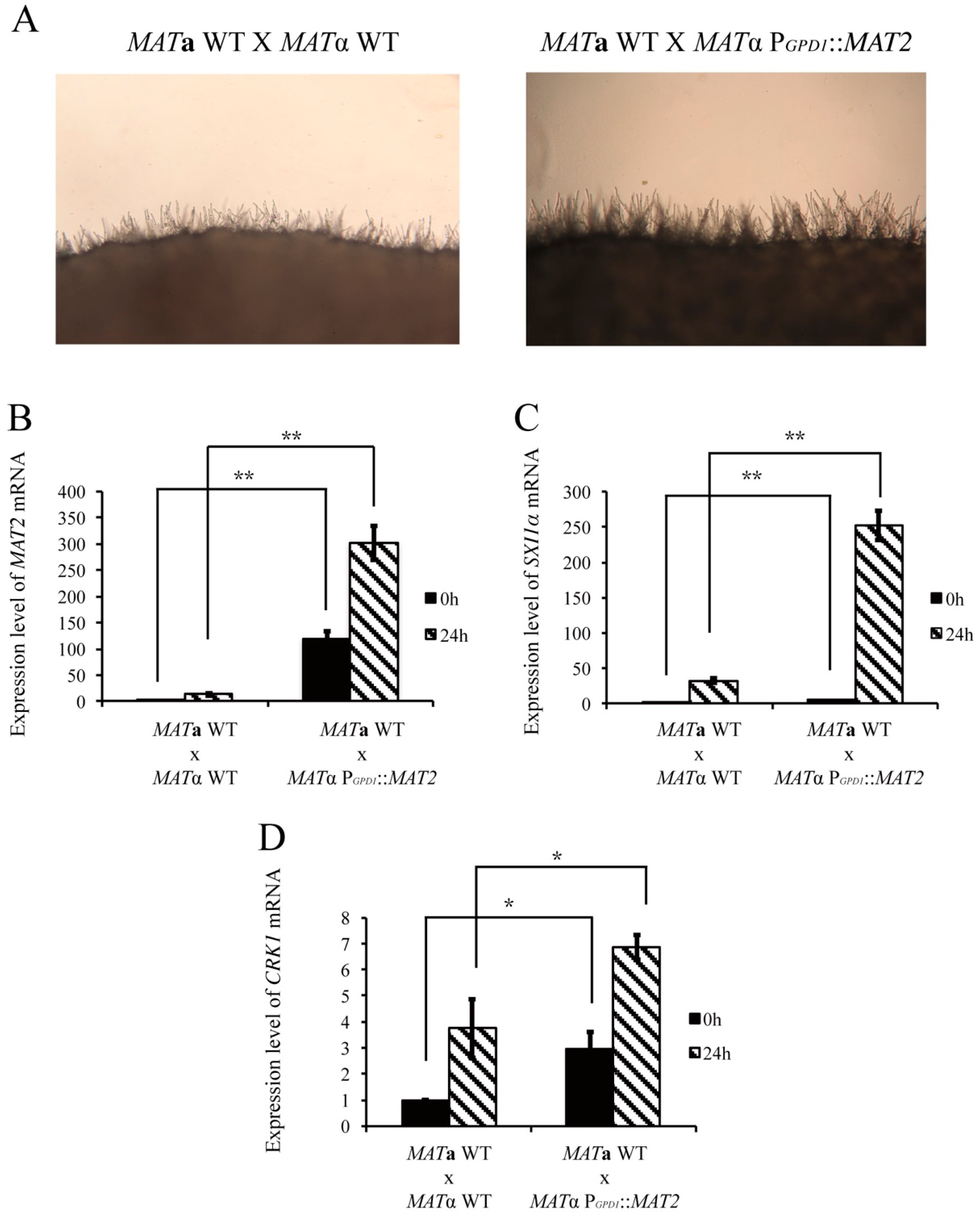 Genes 11 00669 g005 Genes 11 00669 g005