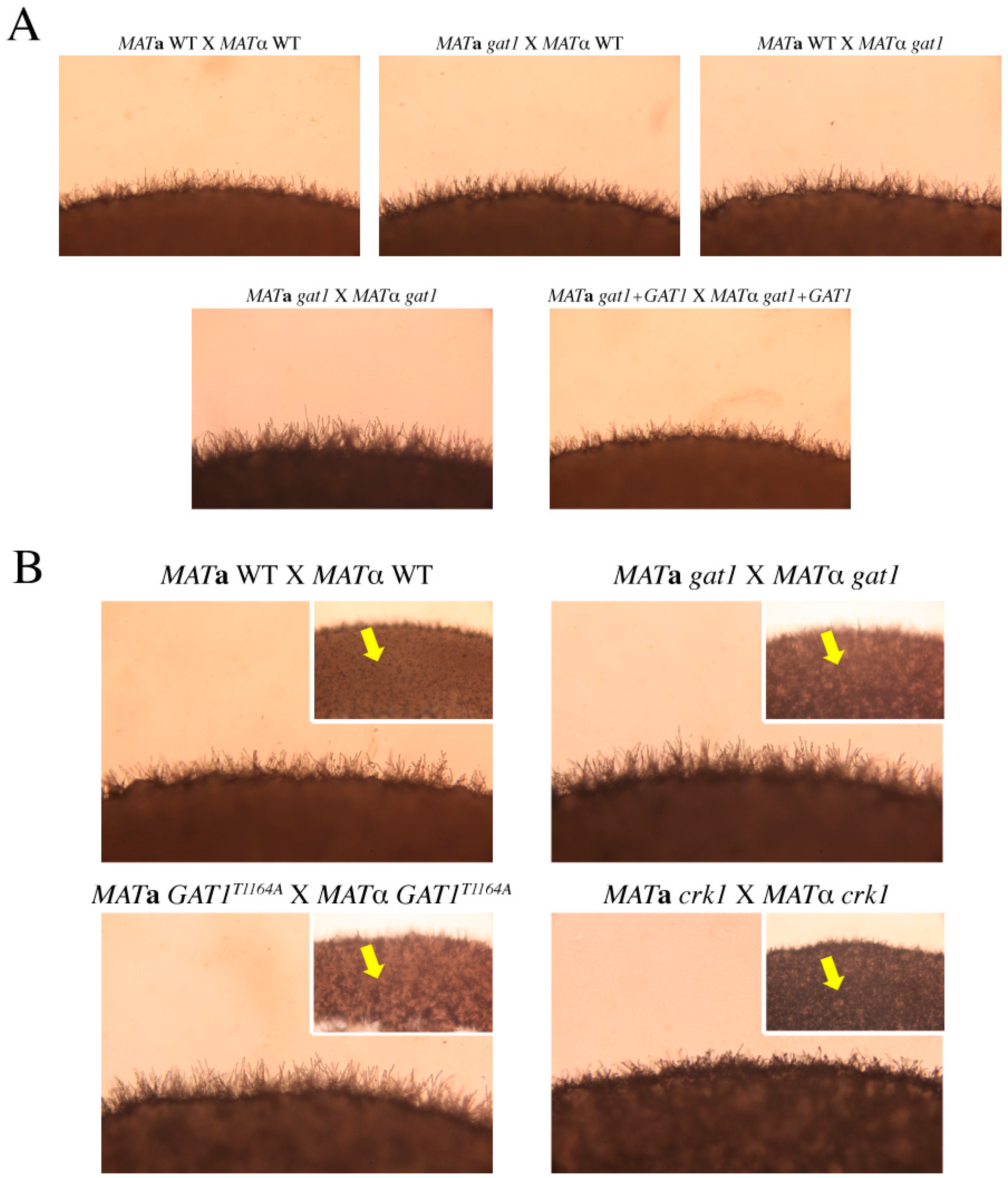 Genes 11 00669 g006 Genes 11 00669 g006