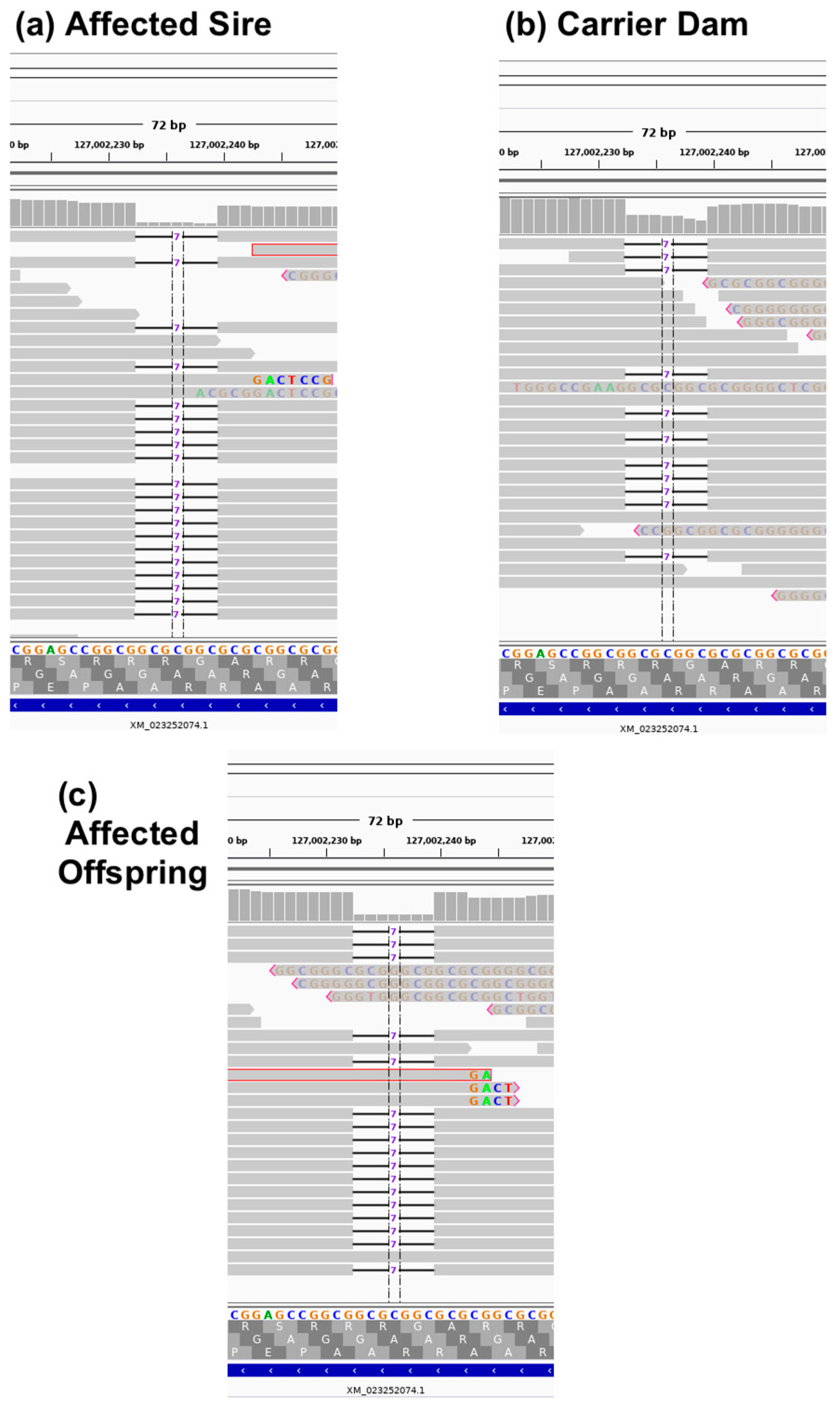 Genes 11 00672 g003
