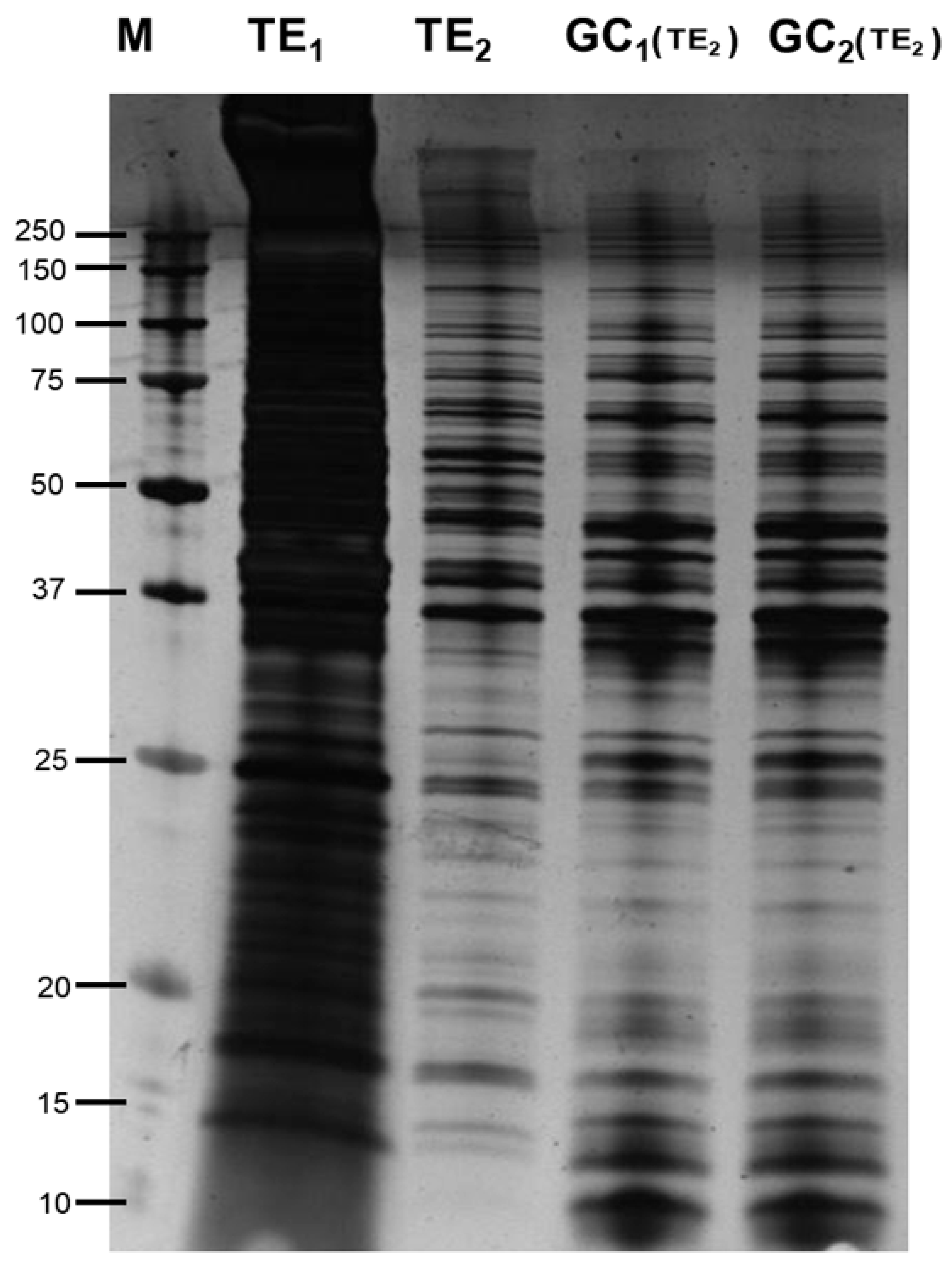 Genes 11 00683 g001