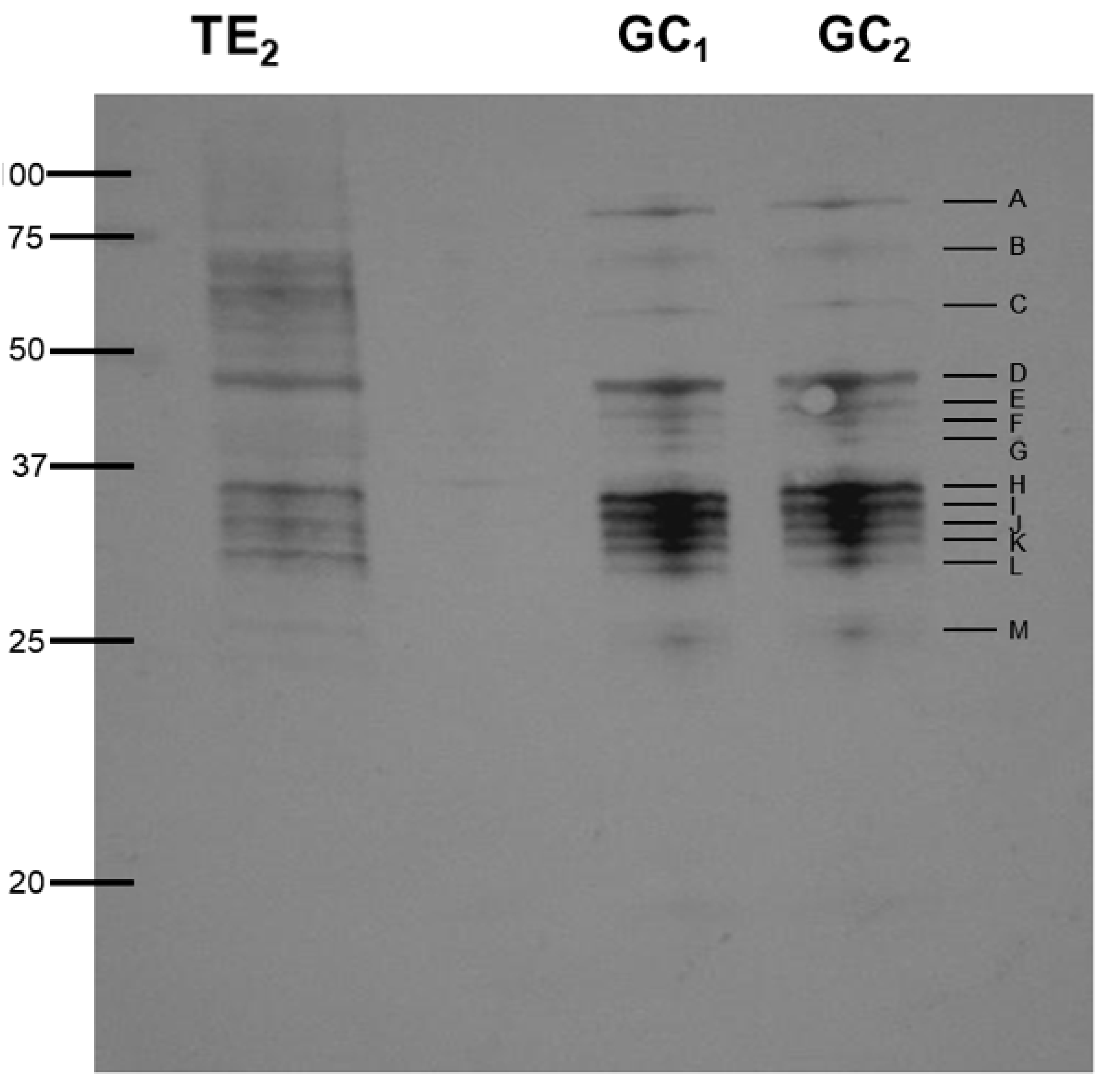 Genes 11 00683 g002