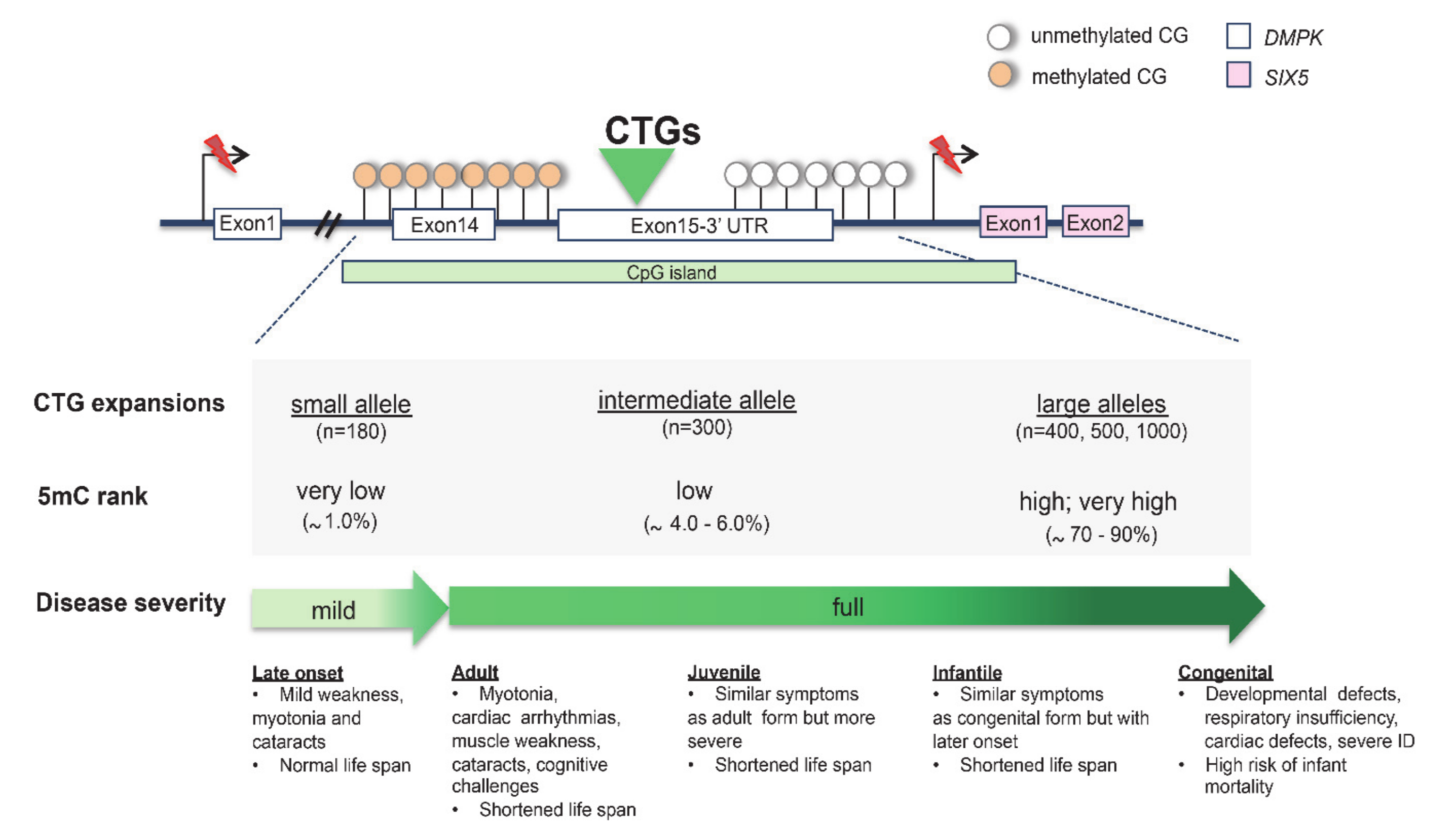 Genes 11 00684 g004