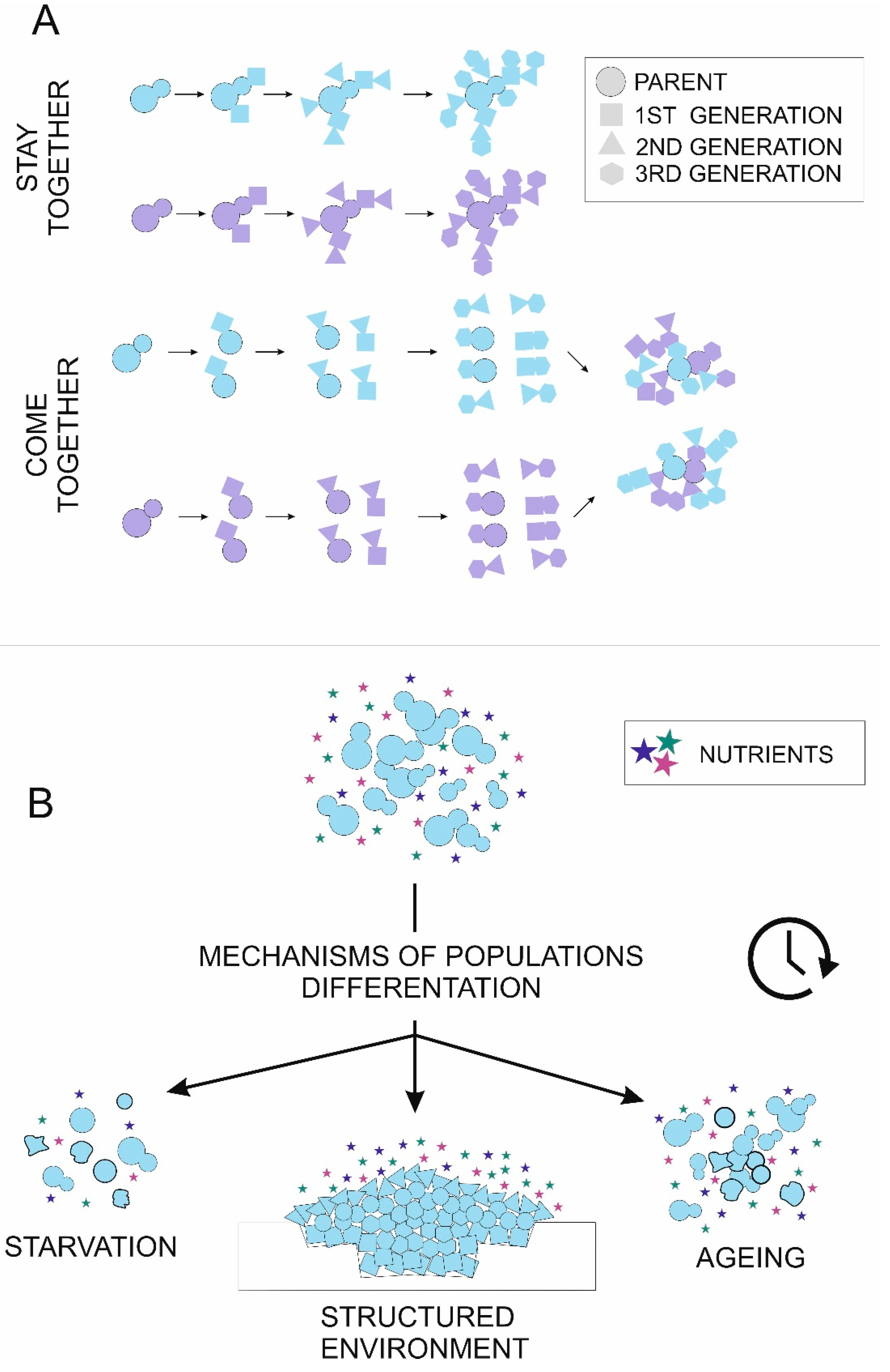 Genes 11 00690 g001