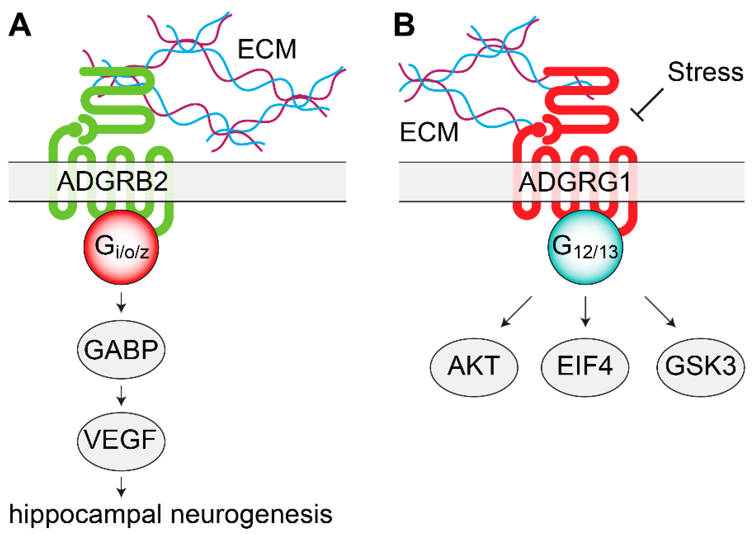 Genes 11 00694 g001