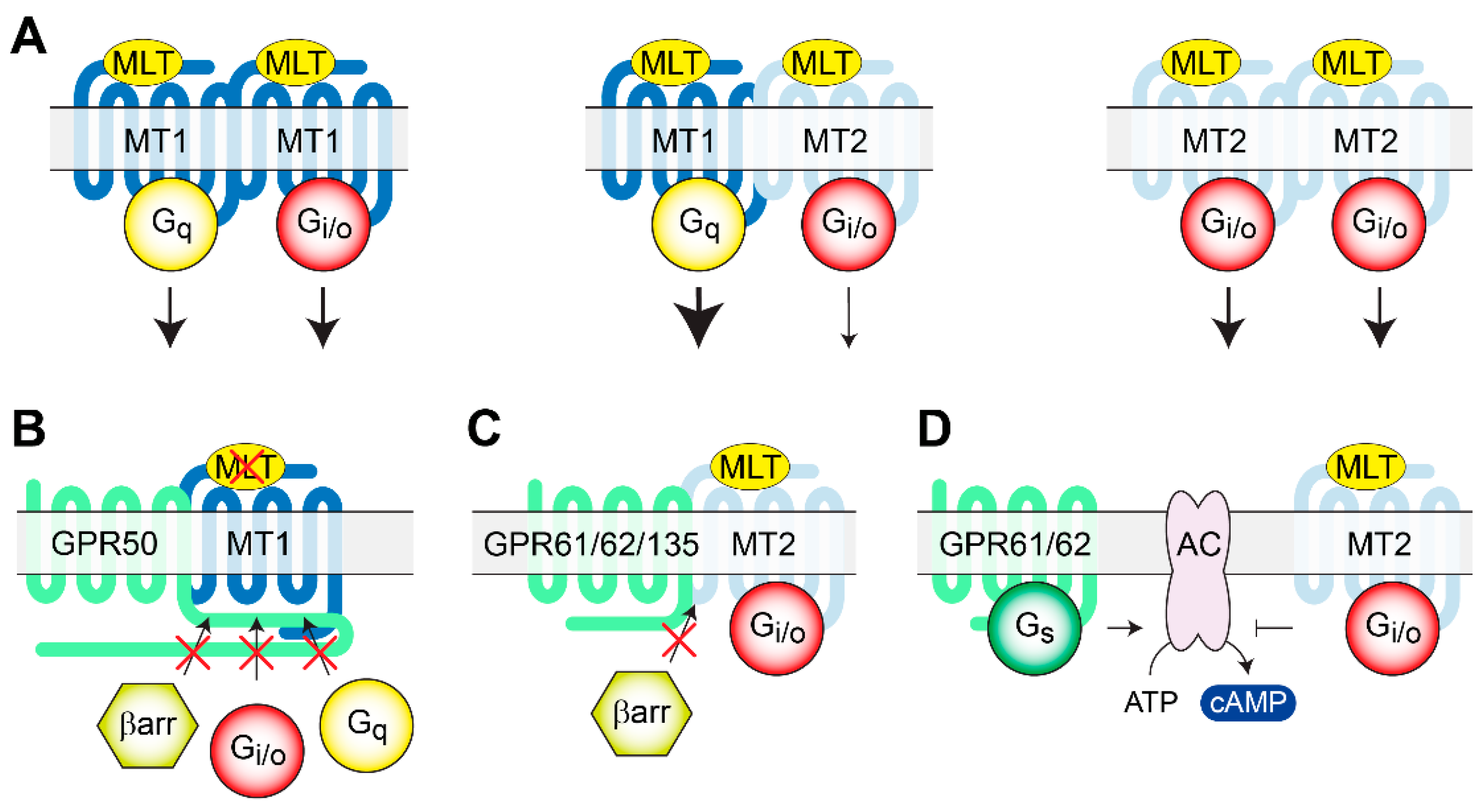Genes 11 00694 g002