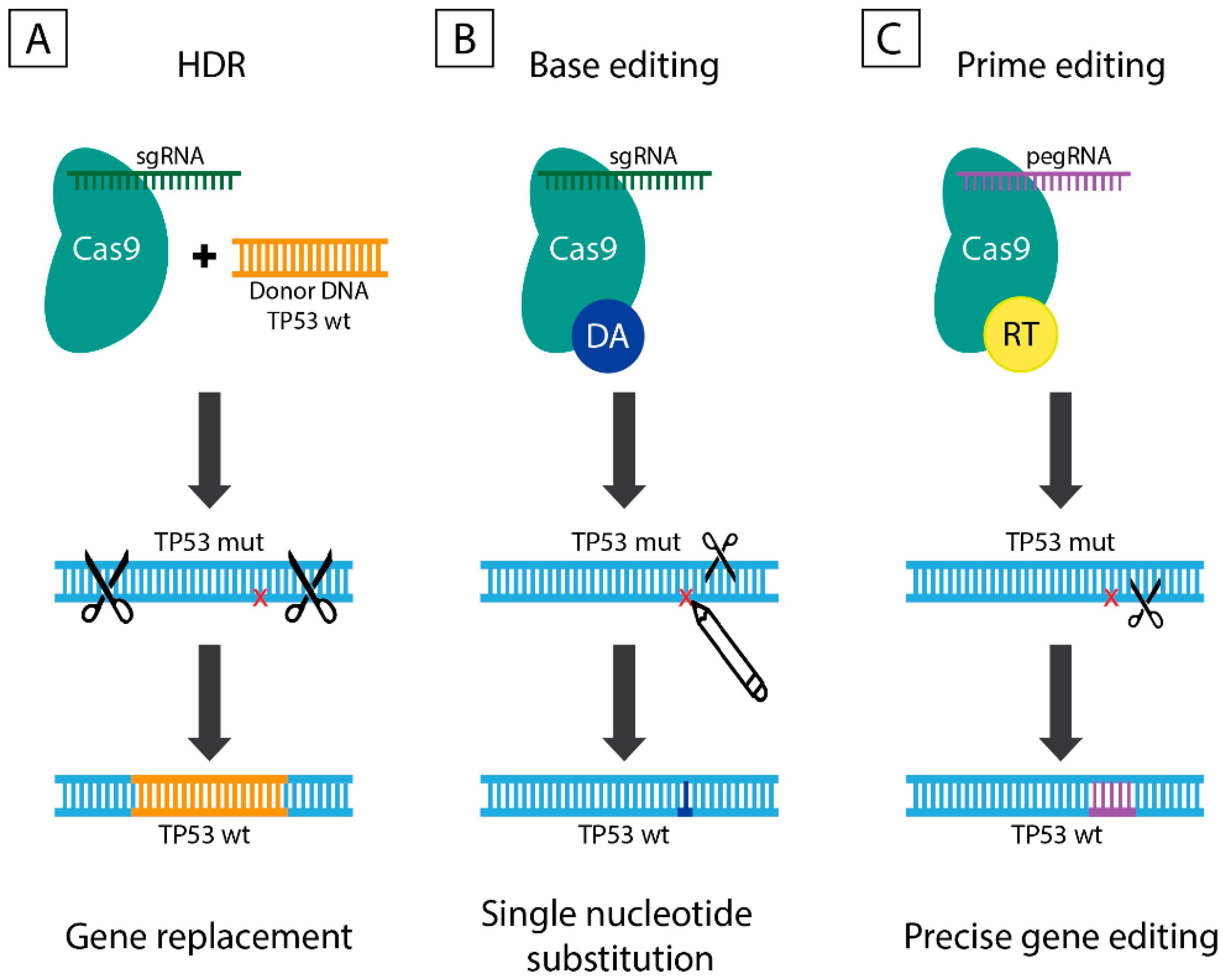 Genes 11 00704 g003