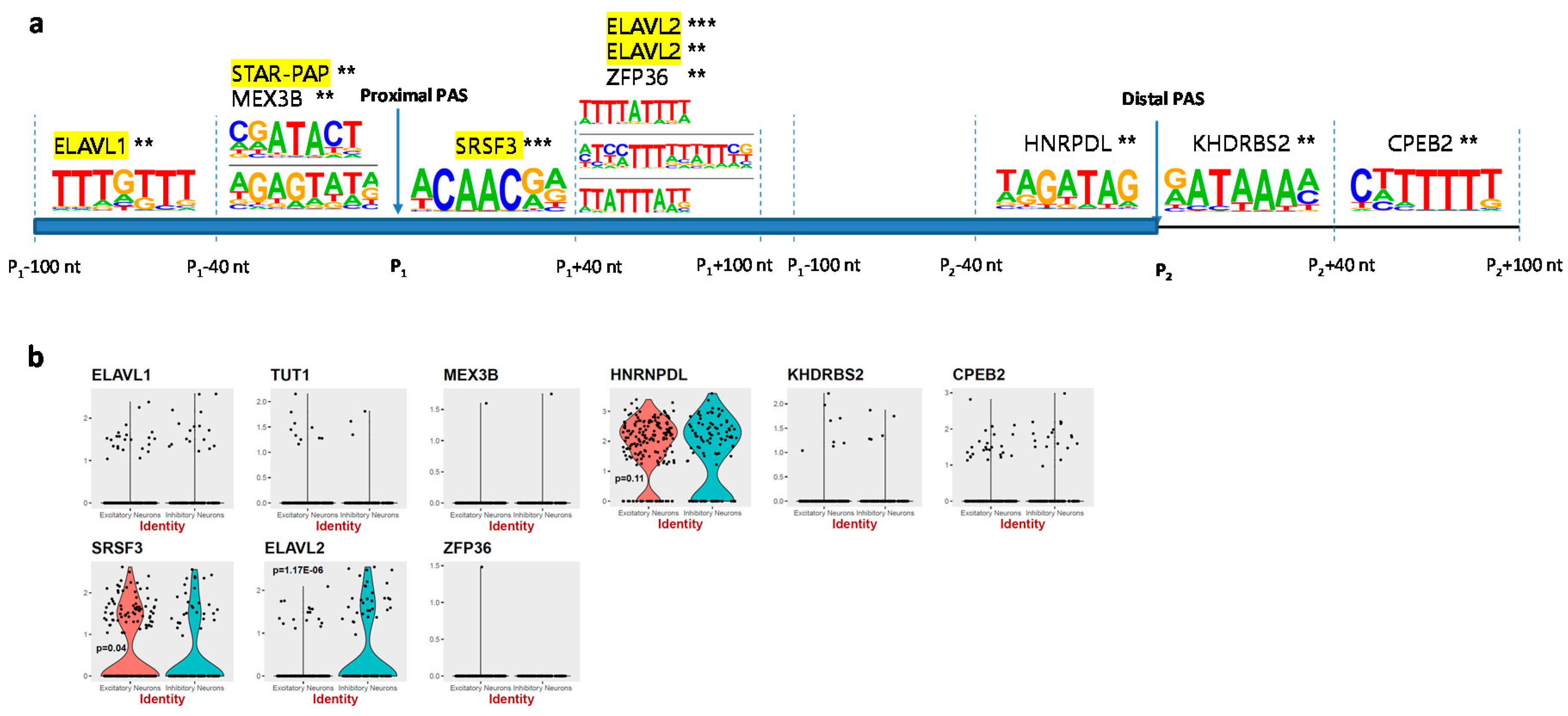 Genes 11 00709 g003 Genes 11 00709 g003