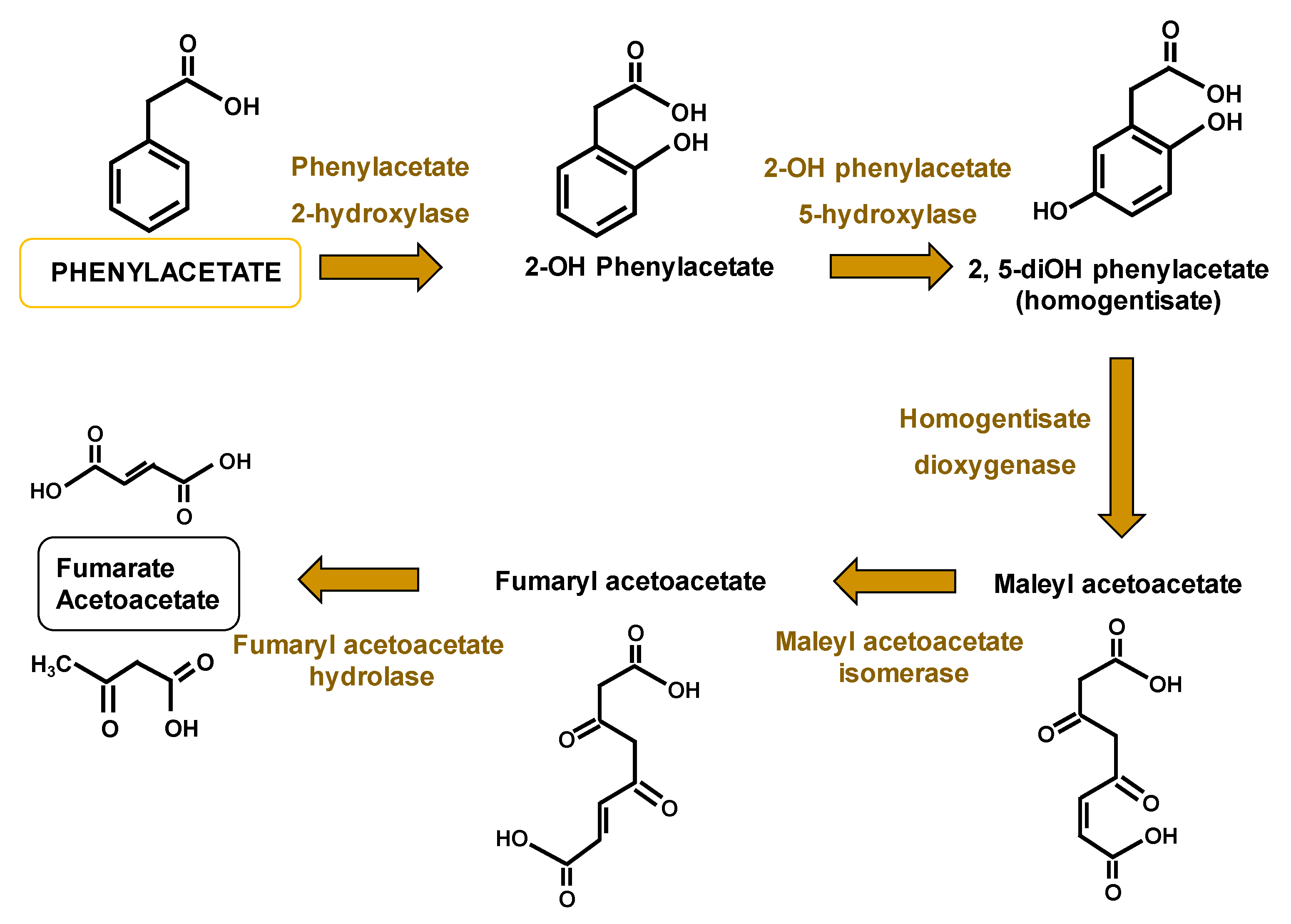 Genes 11 00712 g002
