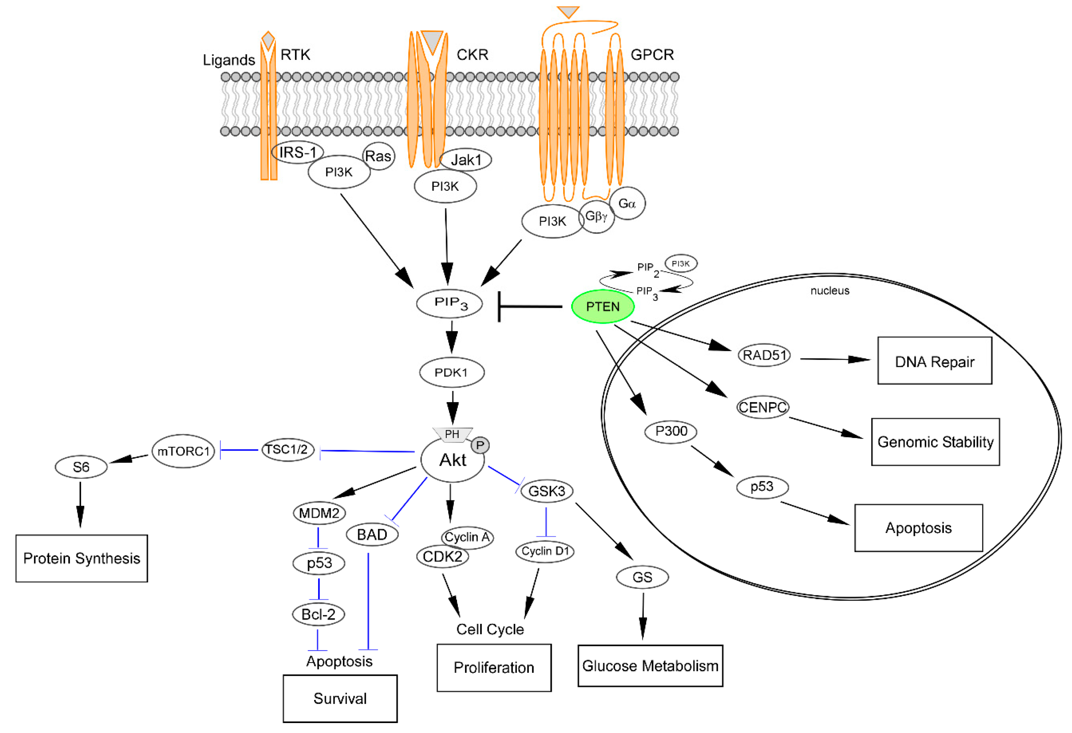 Genes 11 00719 g002 Genes 11 00719 g002