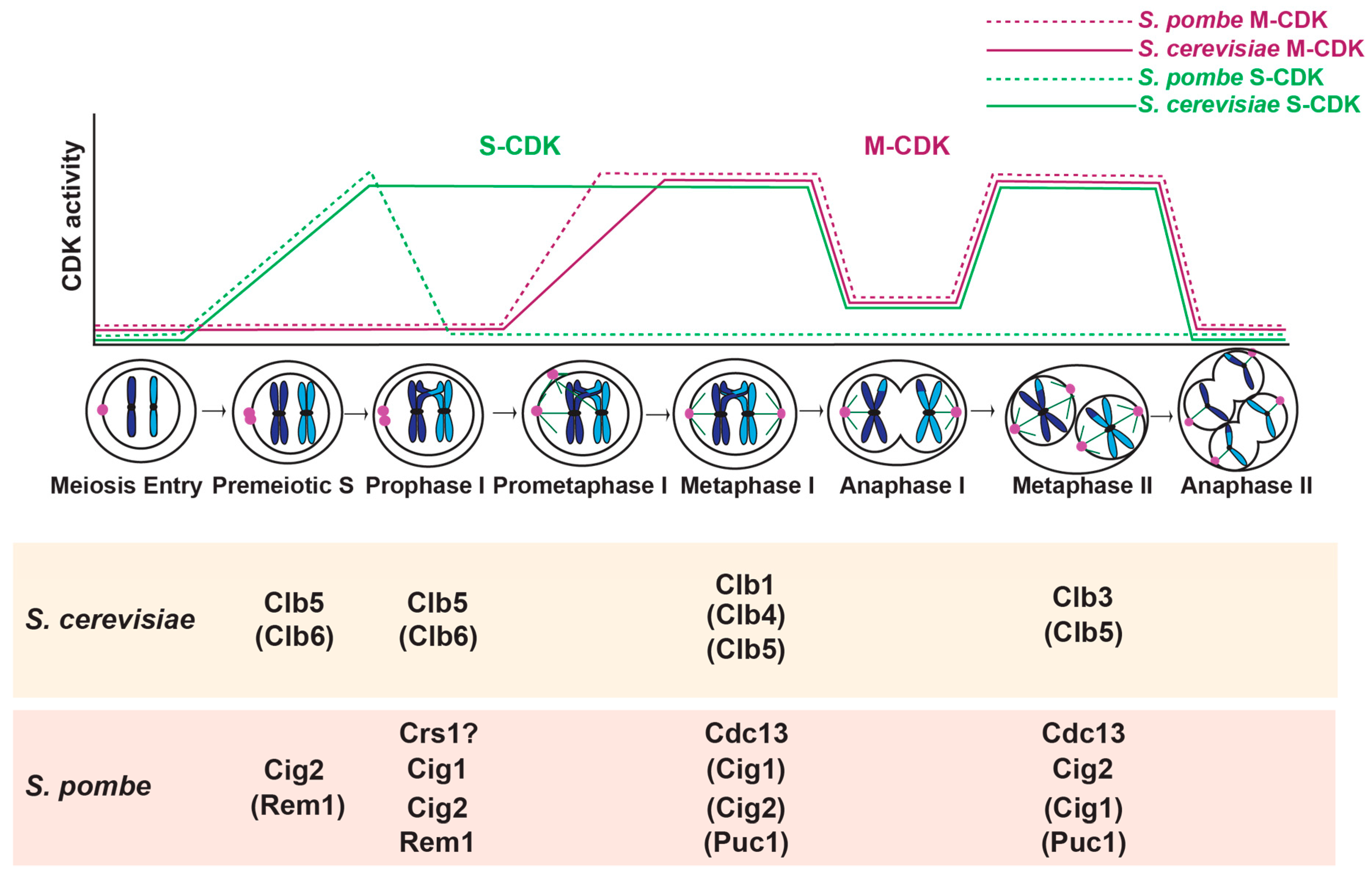 Genes 11 00723 g001 Genes 11 00723 g001