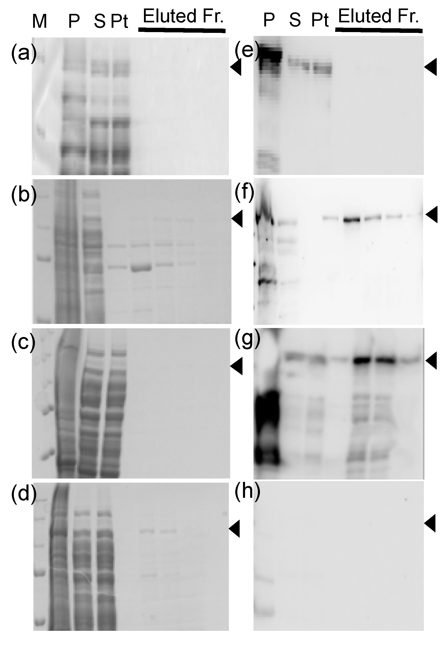 Genes 11 00734 g003 Genes 11 00734 g003