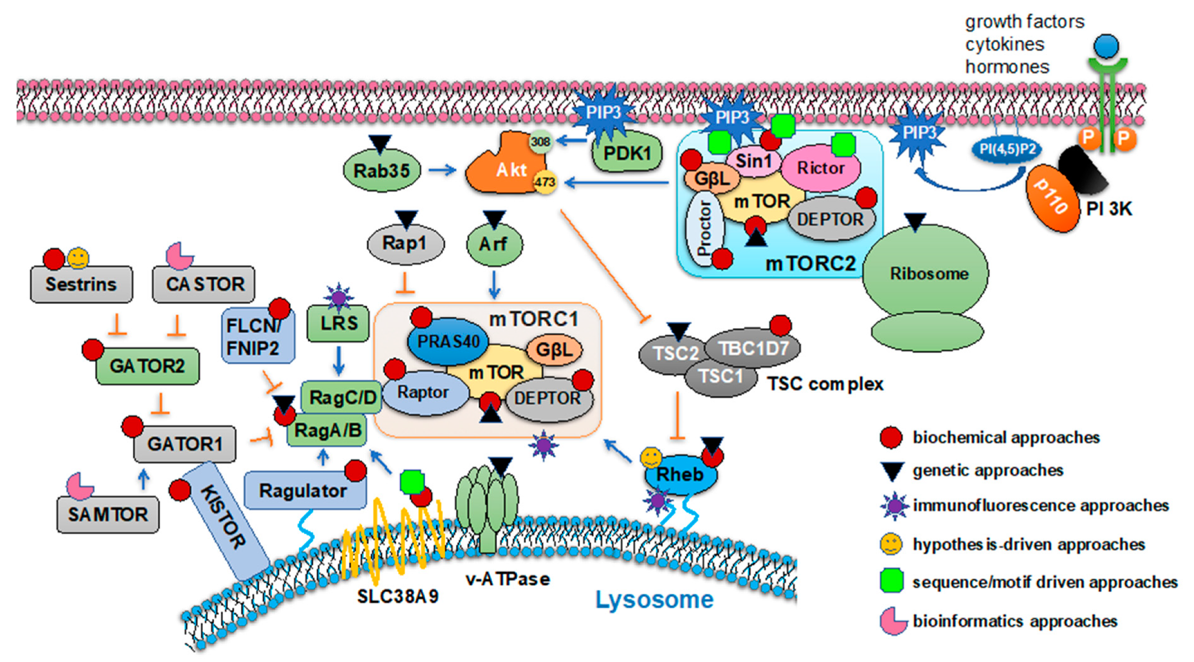 Genes 11 00738 g001 Genes 11 00738 g001