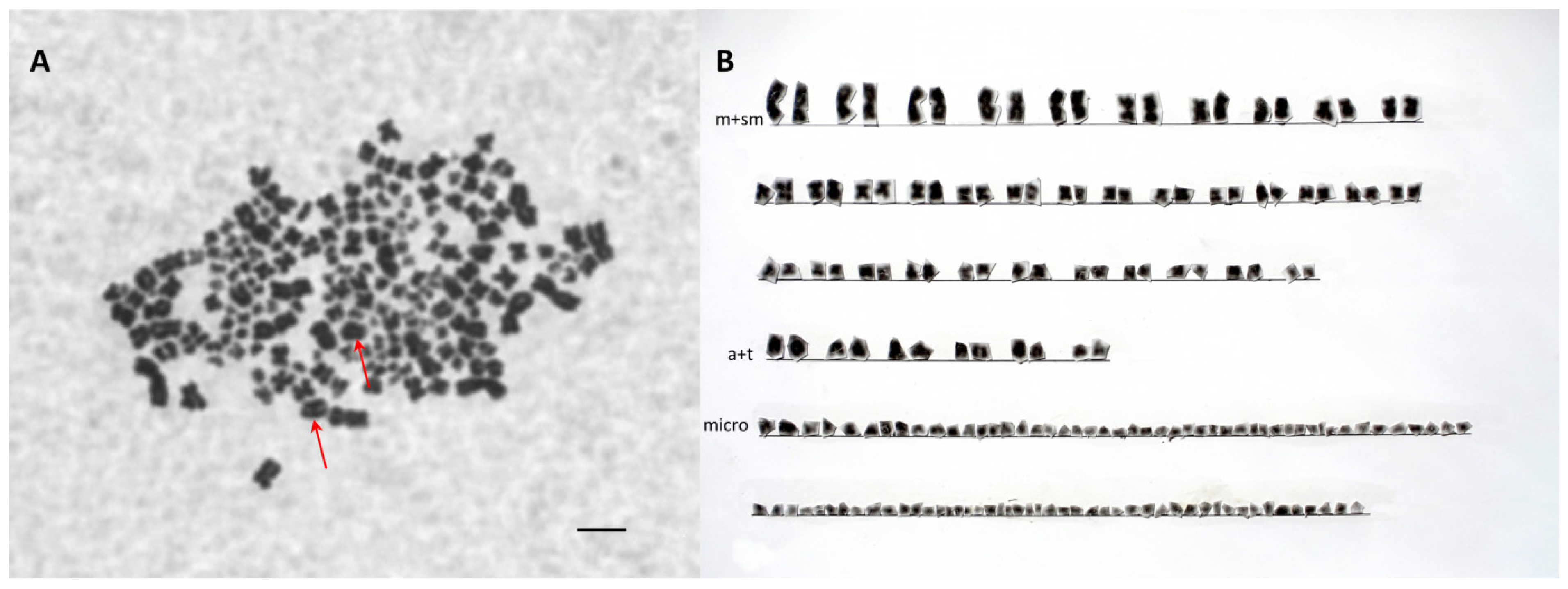 Genes 11 00753 g001 Genes 11 00753 g001