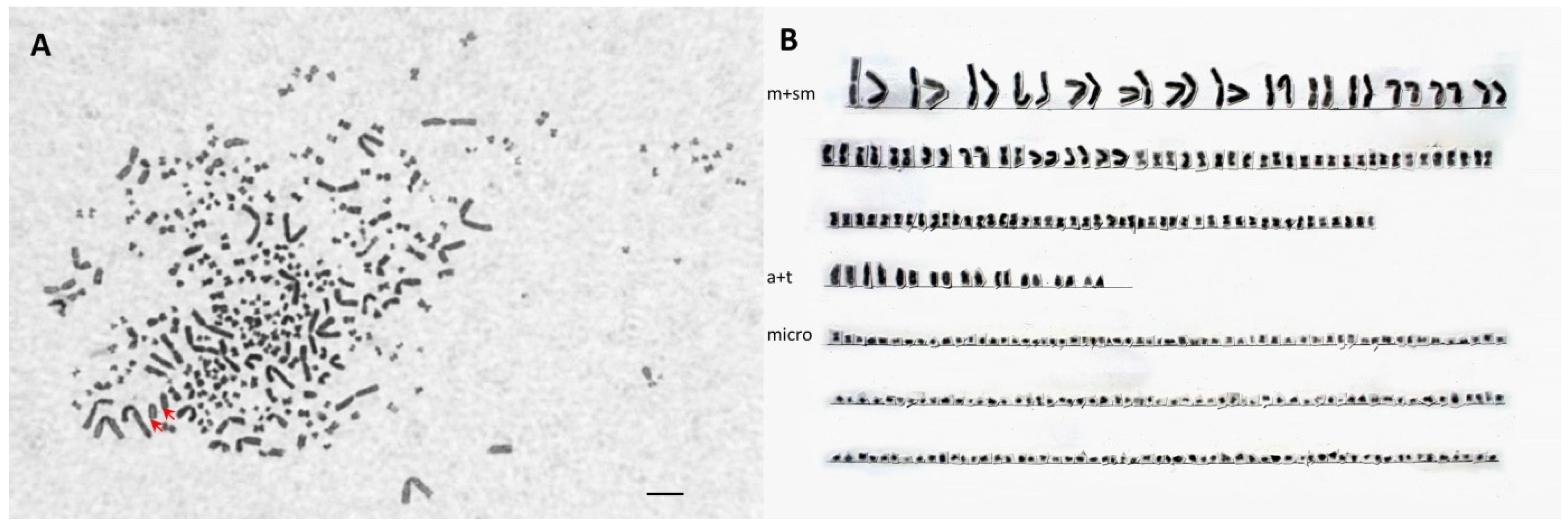 Genes 11 00753 g002 Genes 11 00753 g002