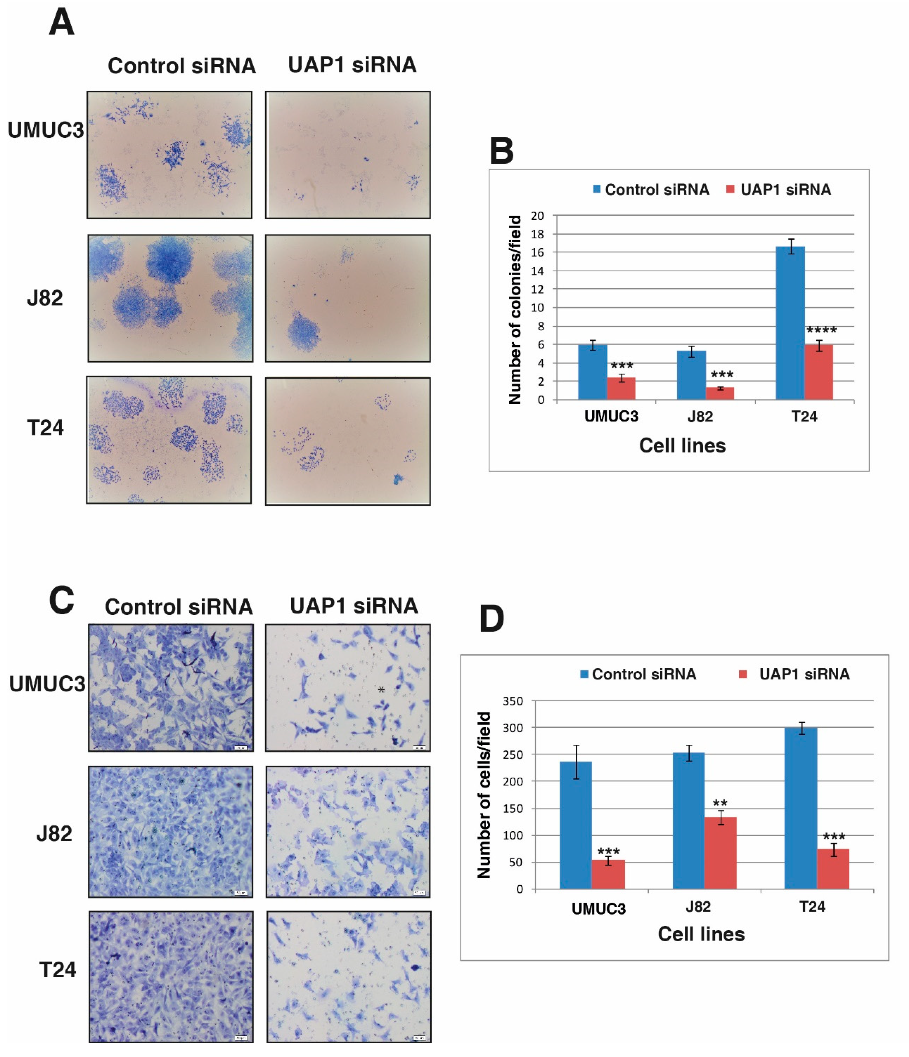Genes 11 00763 g005 Genes 11 00763 g005