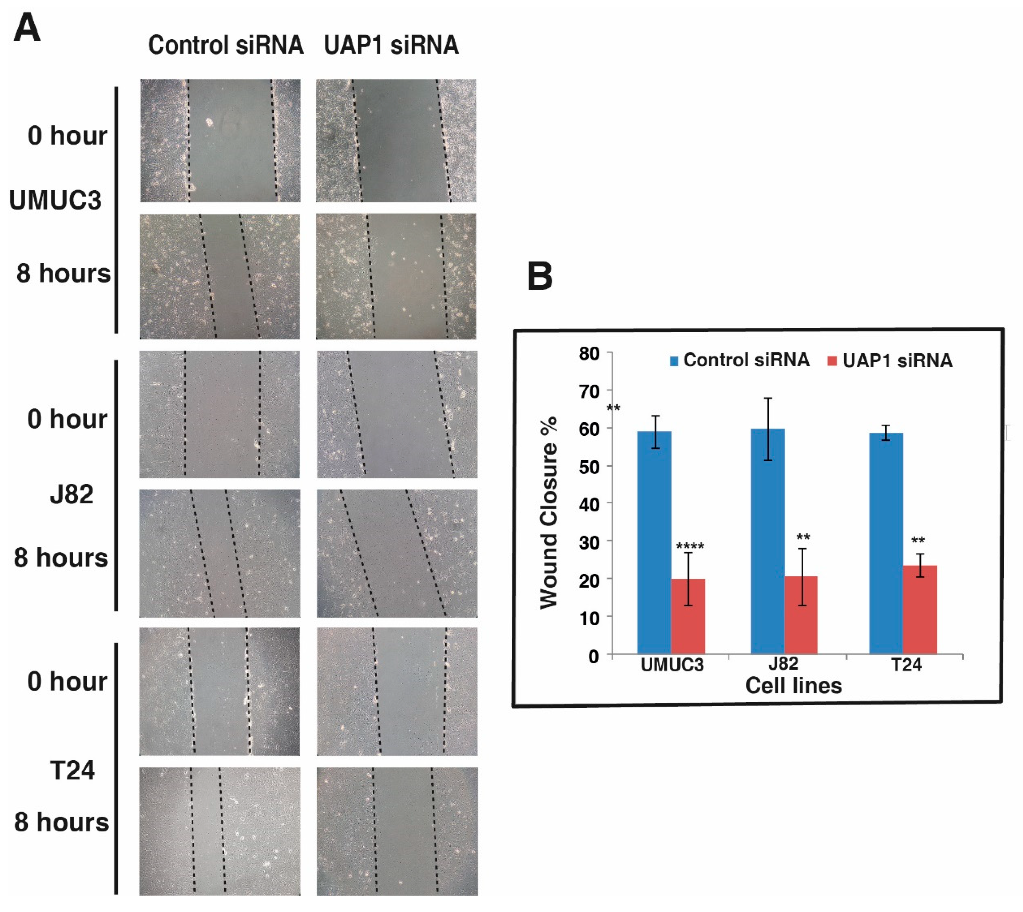 Genes 11 00763 g006 Genes 11 00763 g006