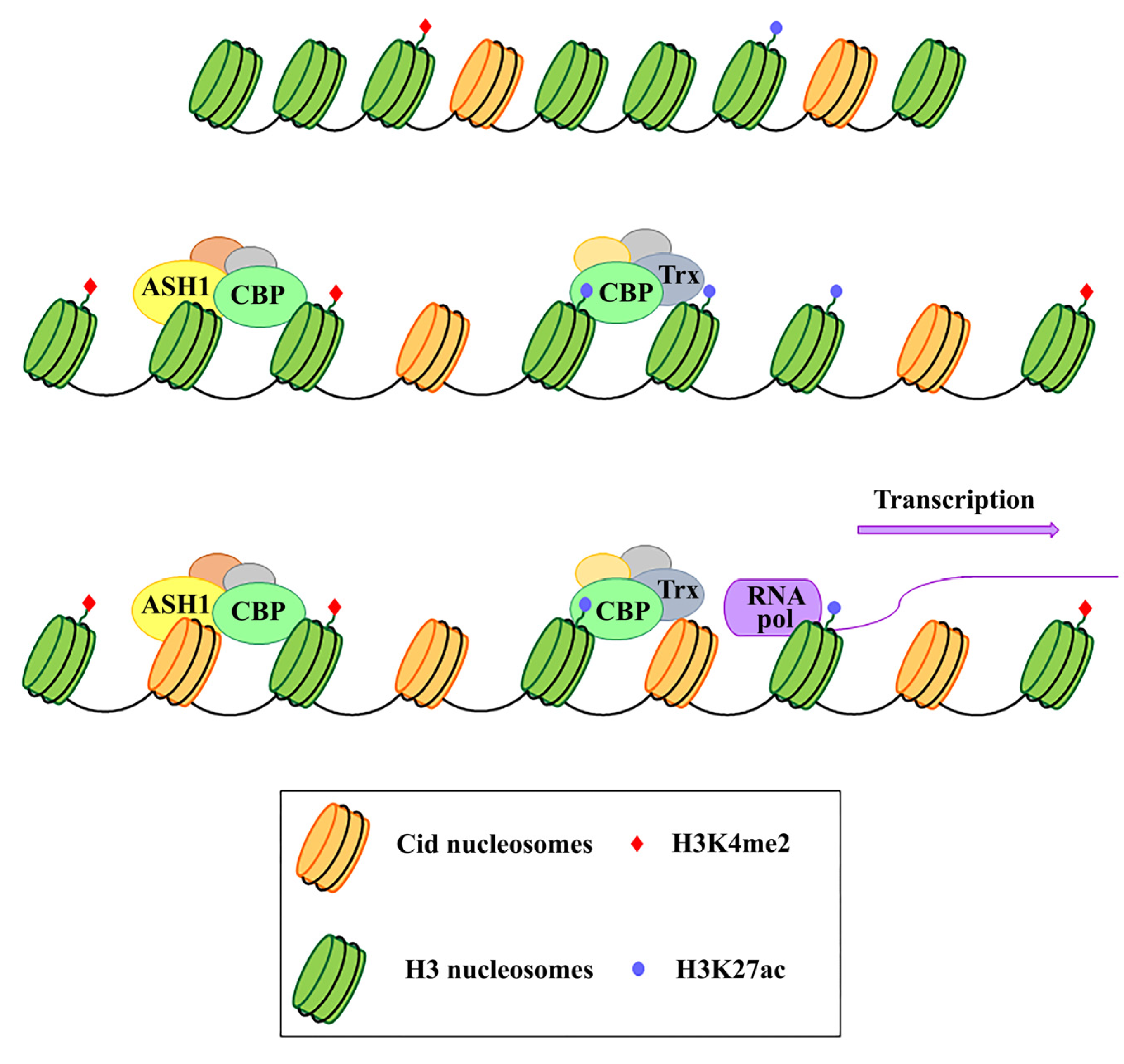 Genes 11 00809 g001 Genes 11 00809 g001