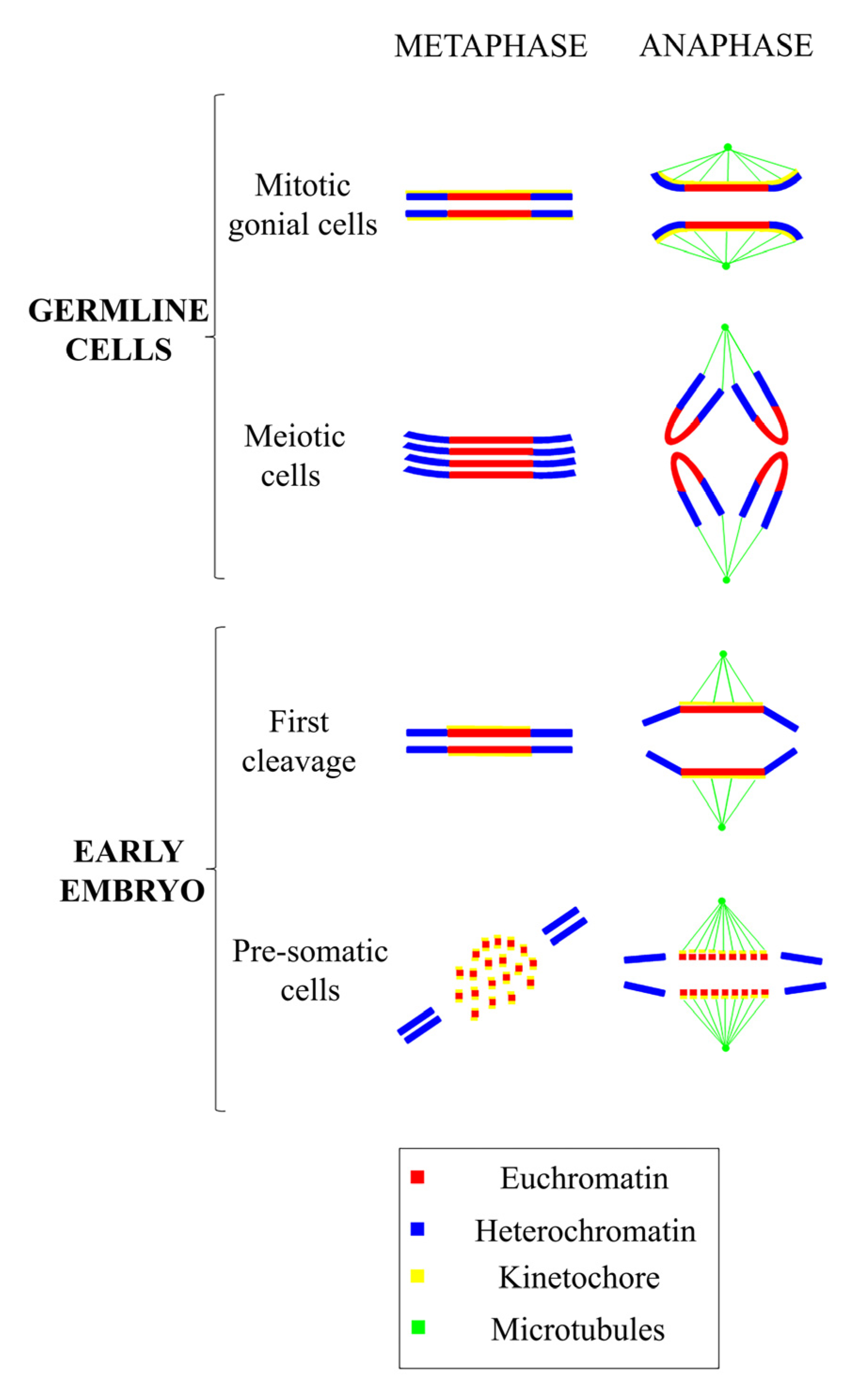 Genes 11 00809 g003 Genes 11 00809 g003