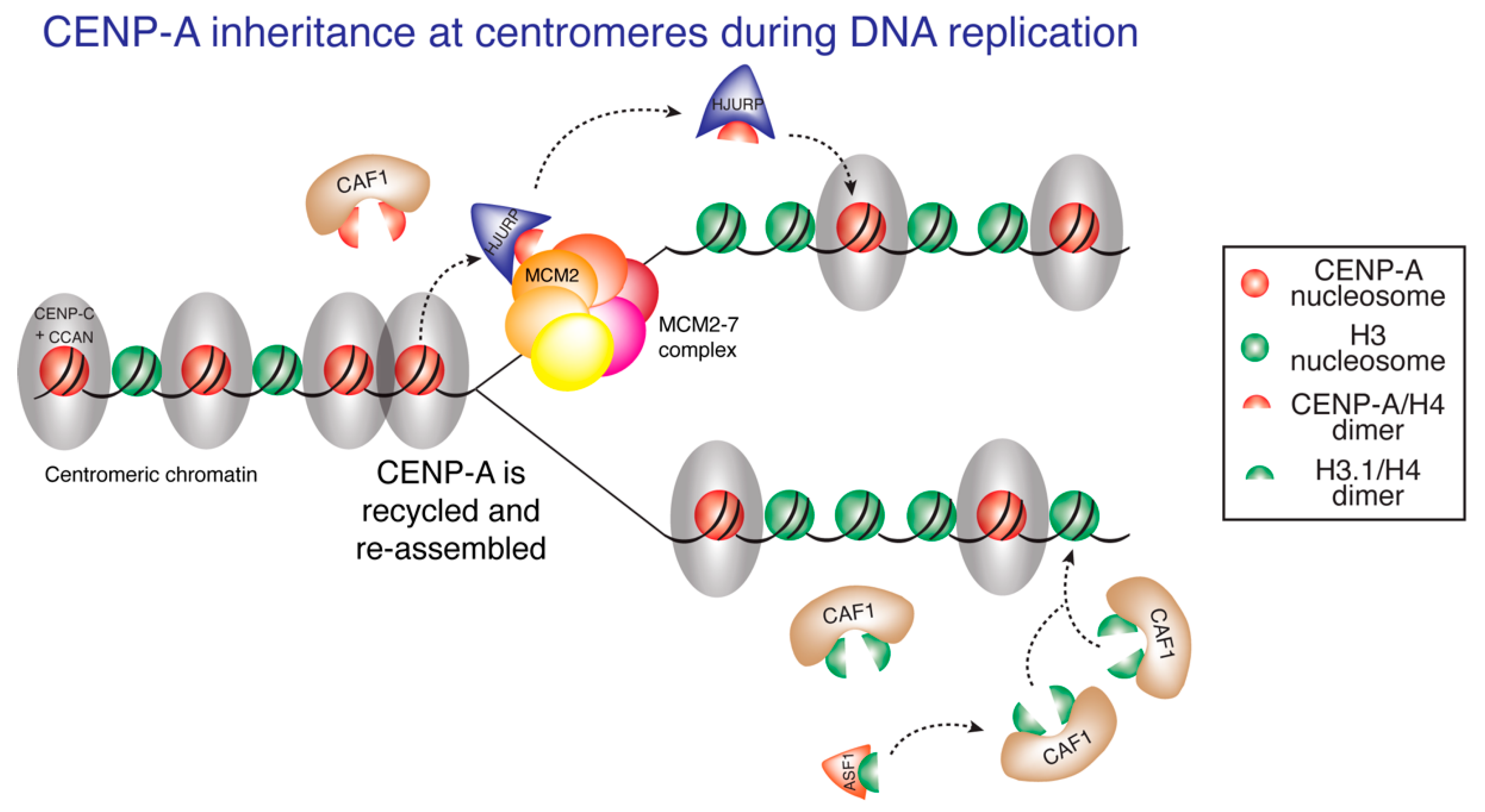 Genes 11 00810 g002 Genes 11 00810 g002