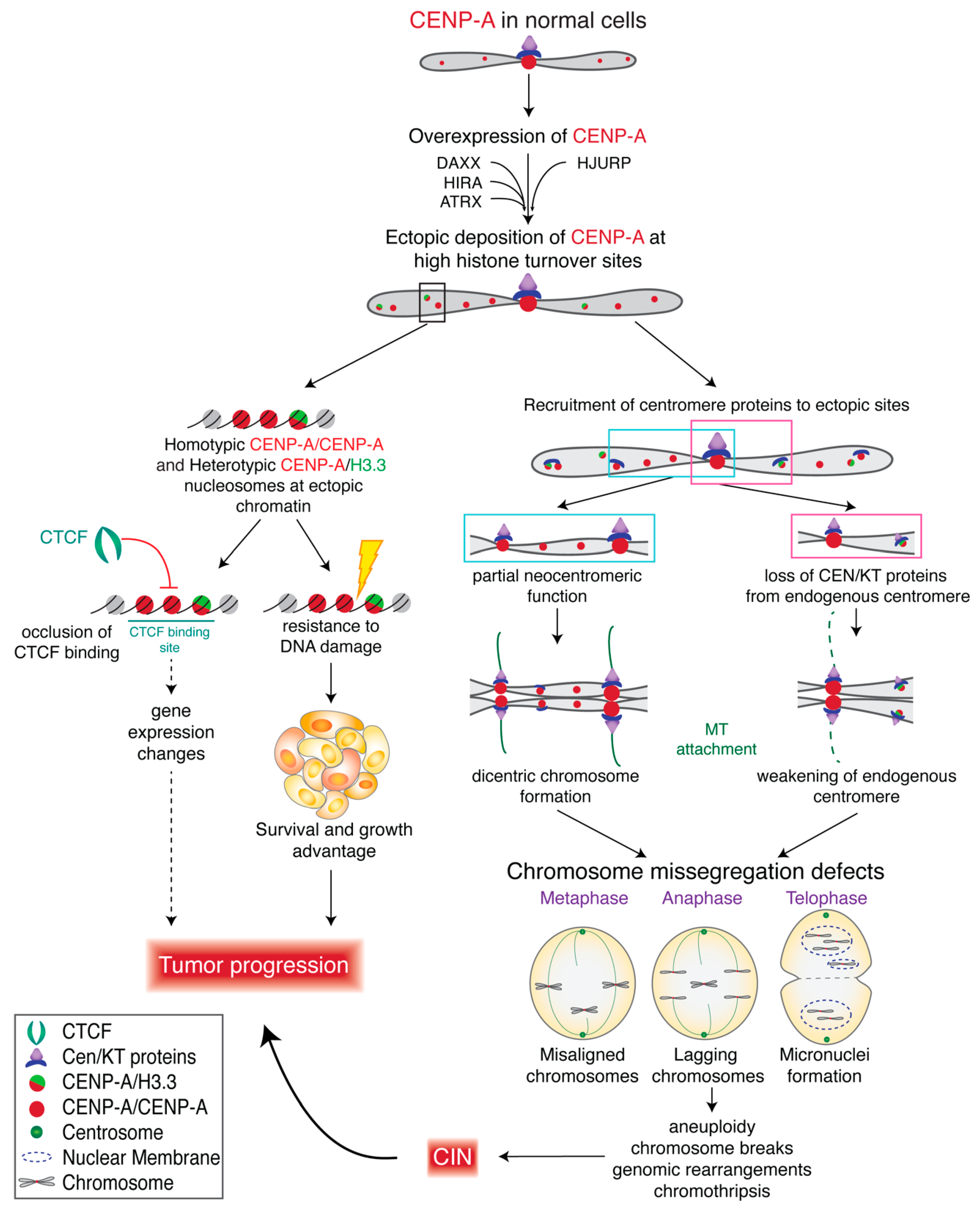 Genes 11 00810 g004 Genes 11 00810 g004