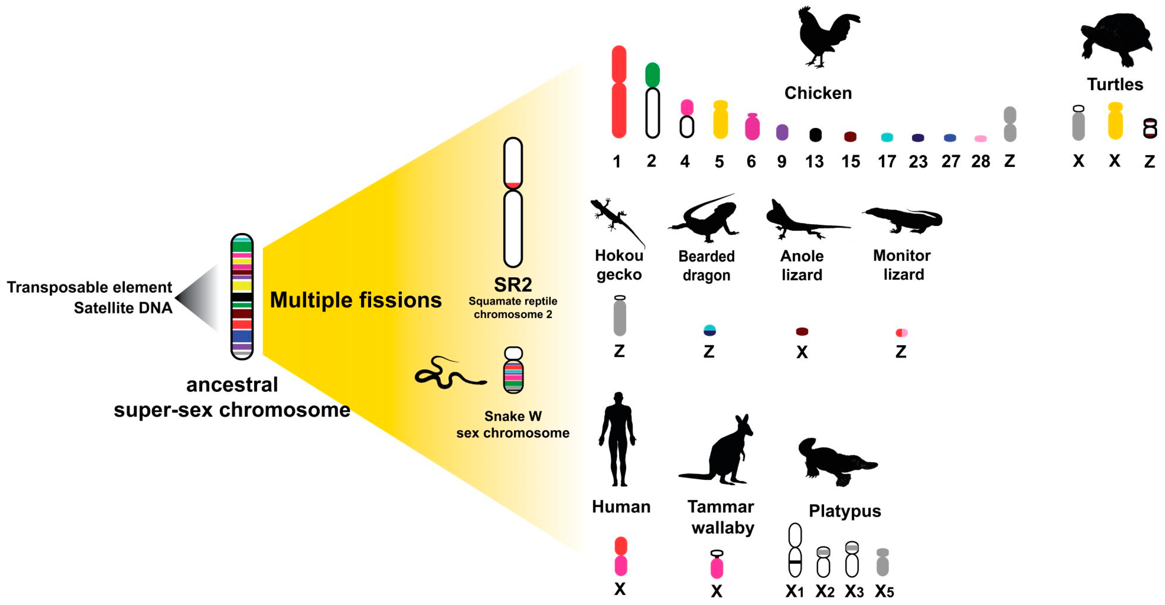 Genes 11 00827 g005 Genes 11 00827 g005