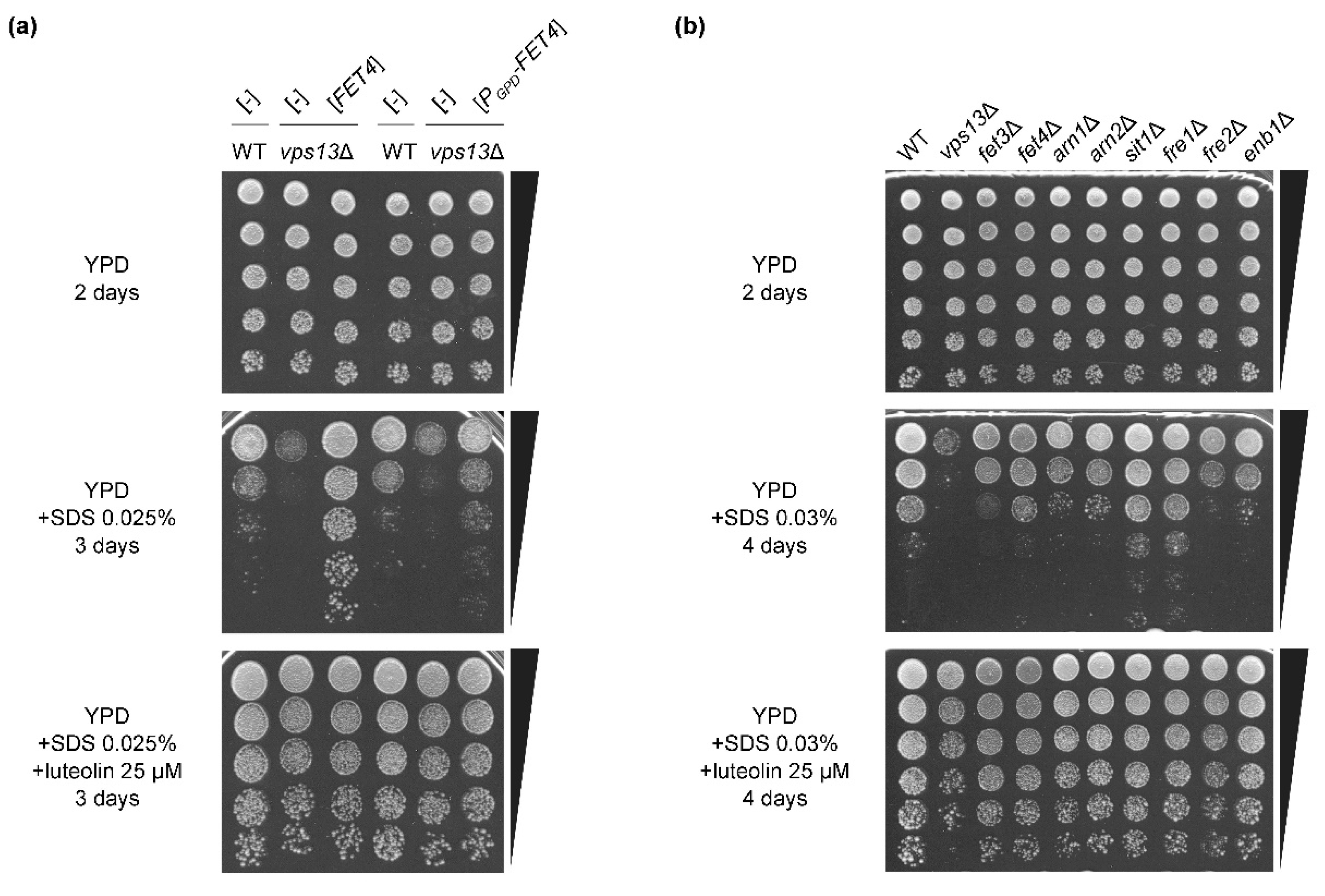 Genes 11 00828 g005 Genes 11 00828 g005