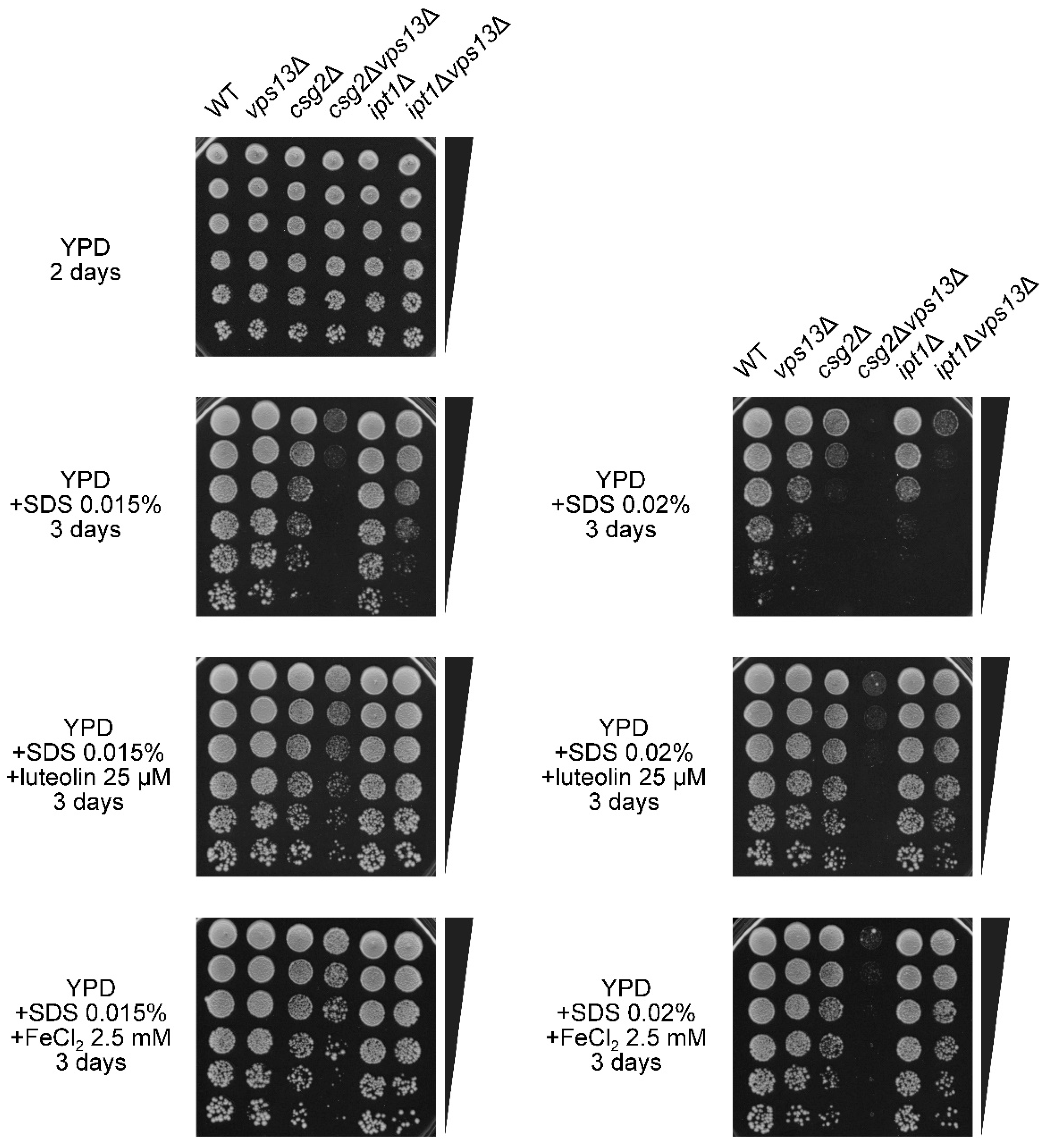 Genes 11 00828 g007 Genes 11 00828 g007