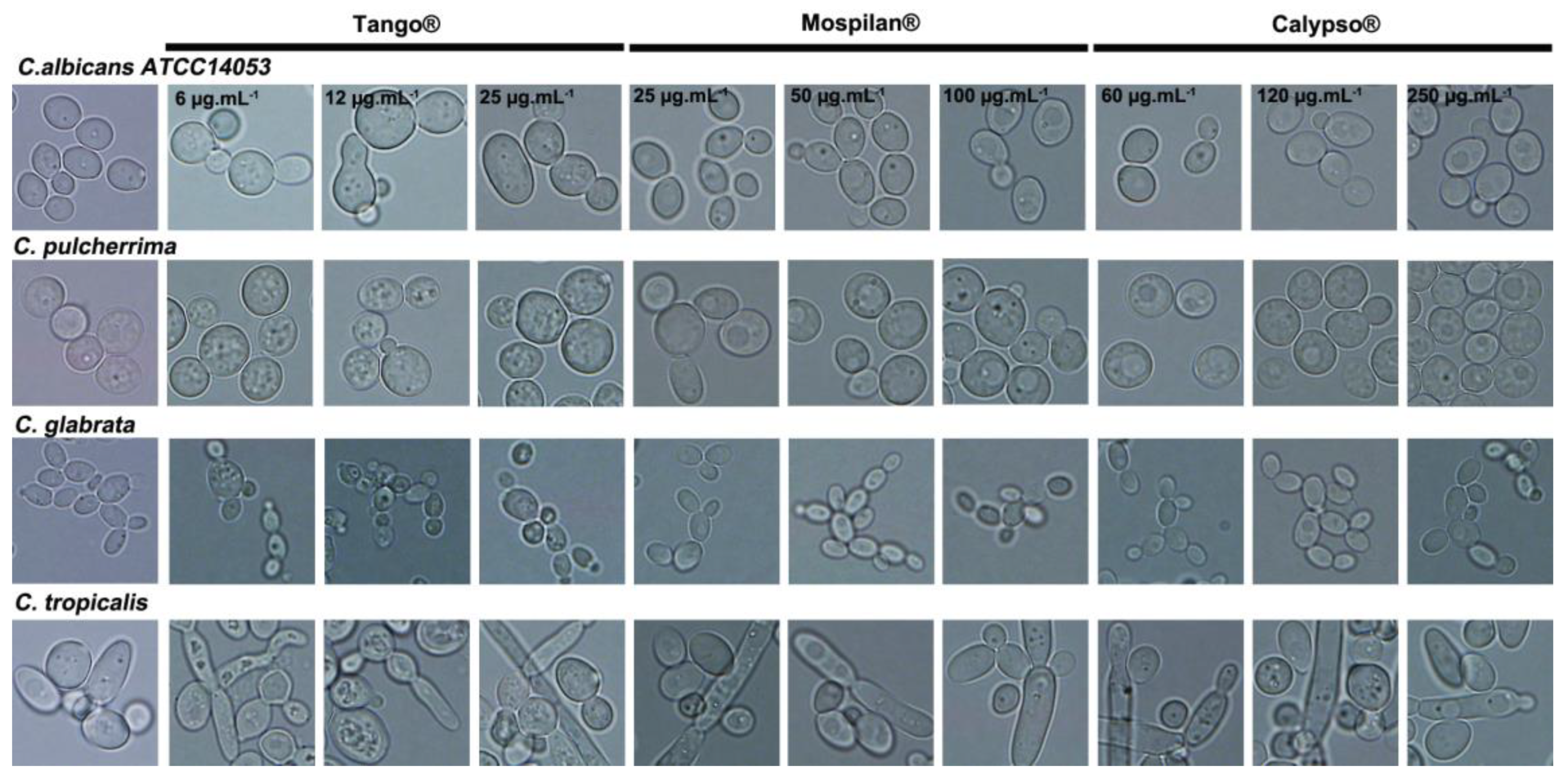 Genes 11 00848 g002 Genes 11 00848 g002