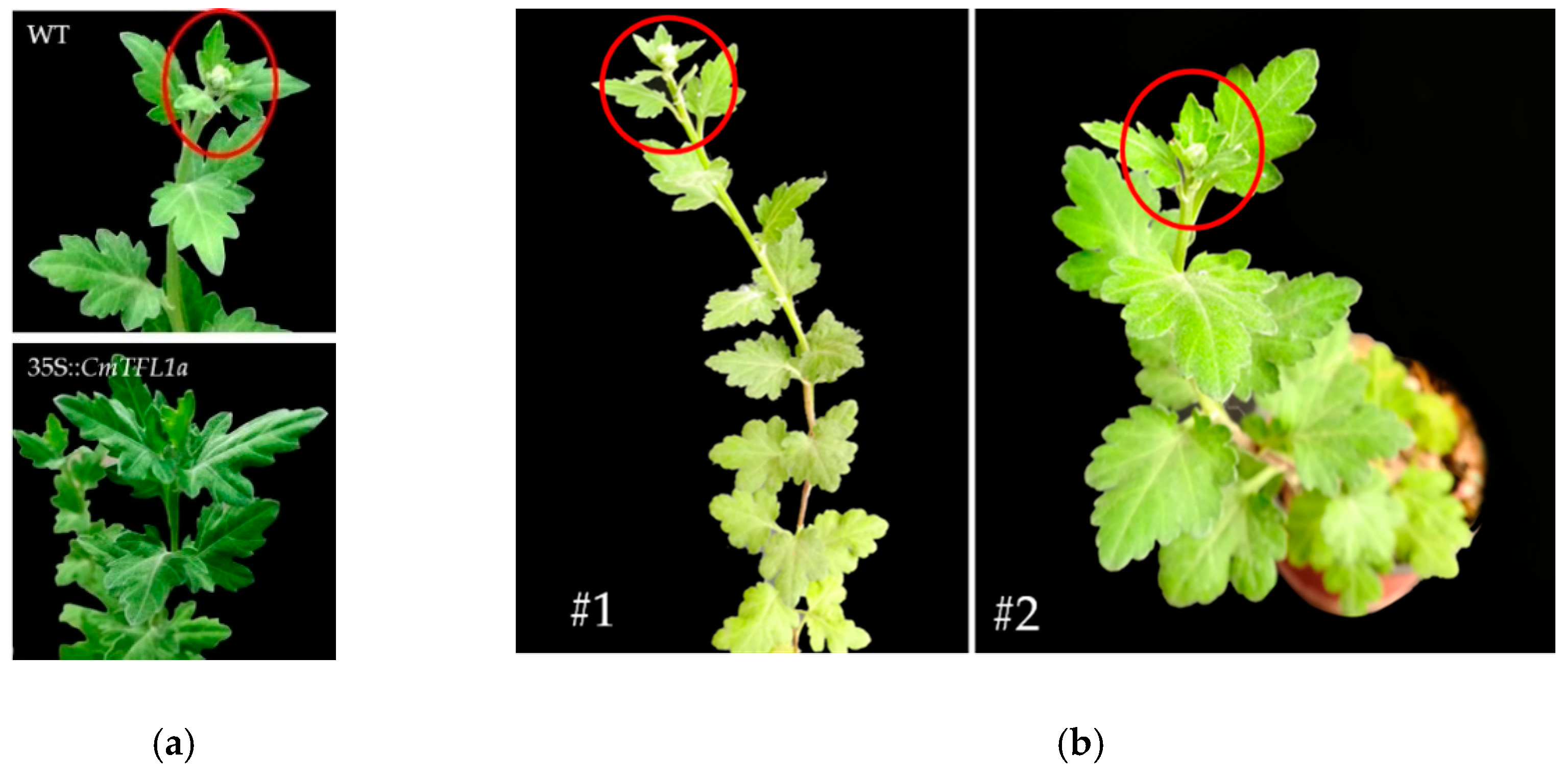 Genes 11 00860 g008a