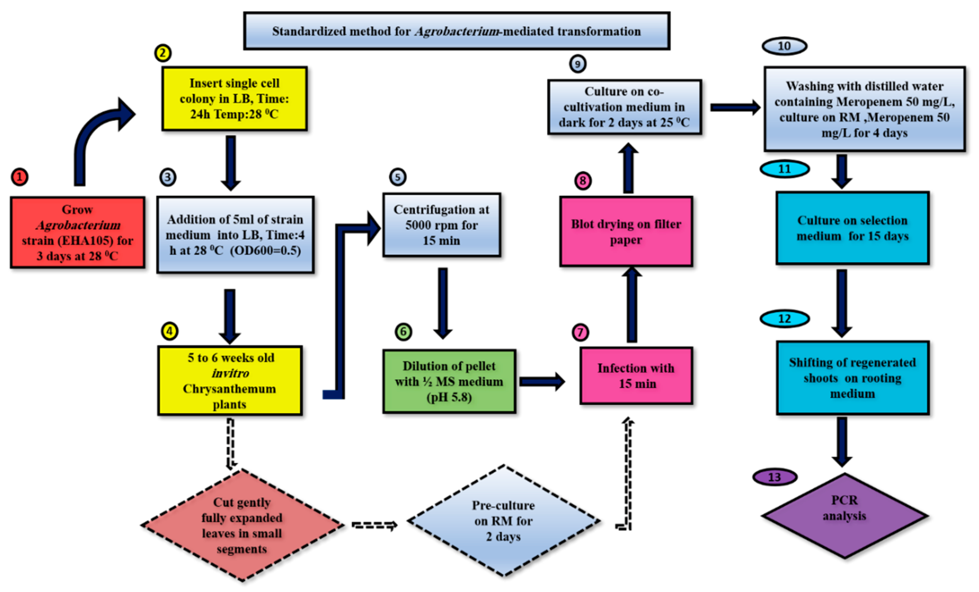 Genes 11 00860 sch001