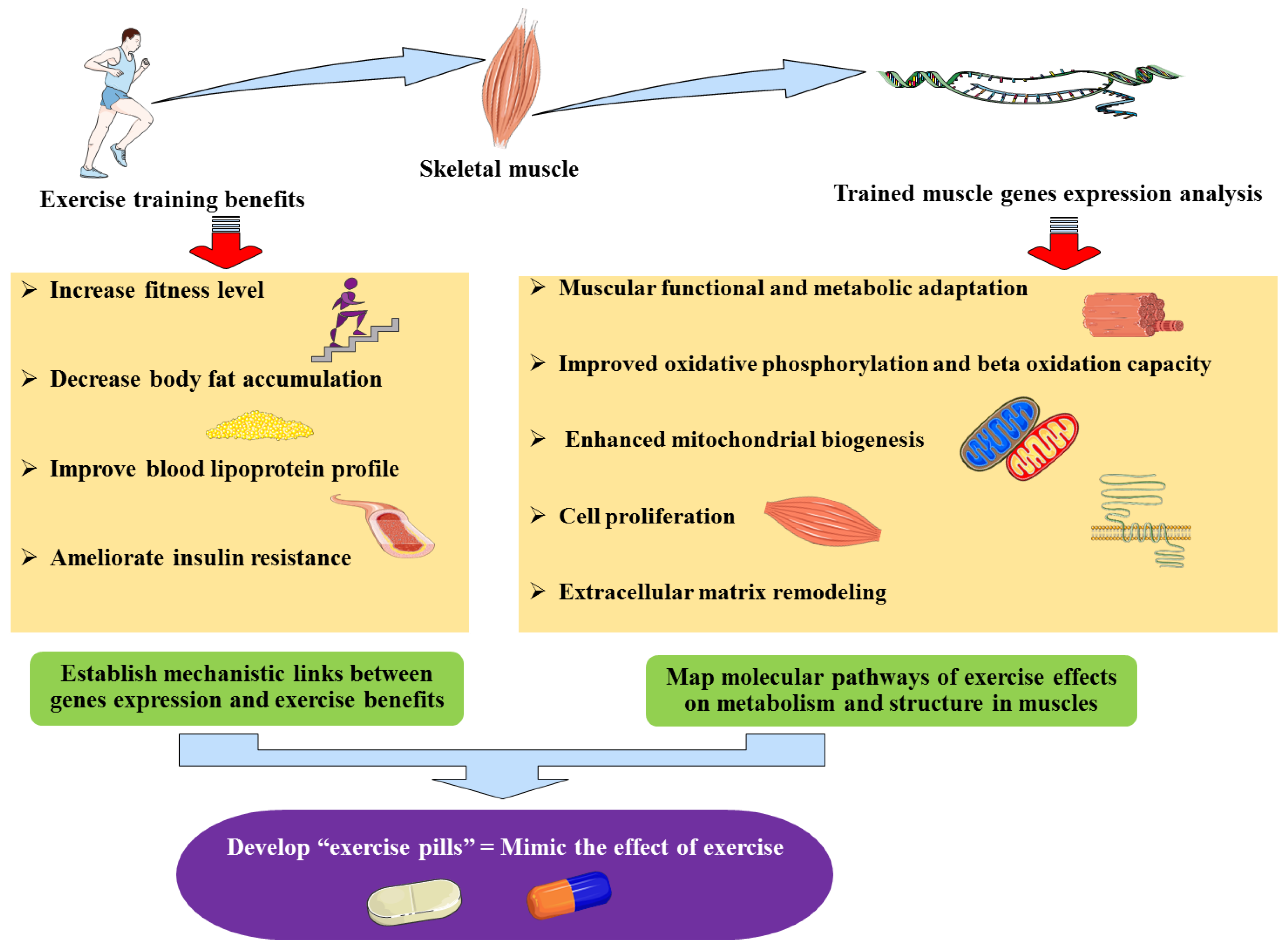 Genes 11 00875 g001