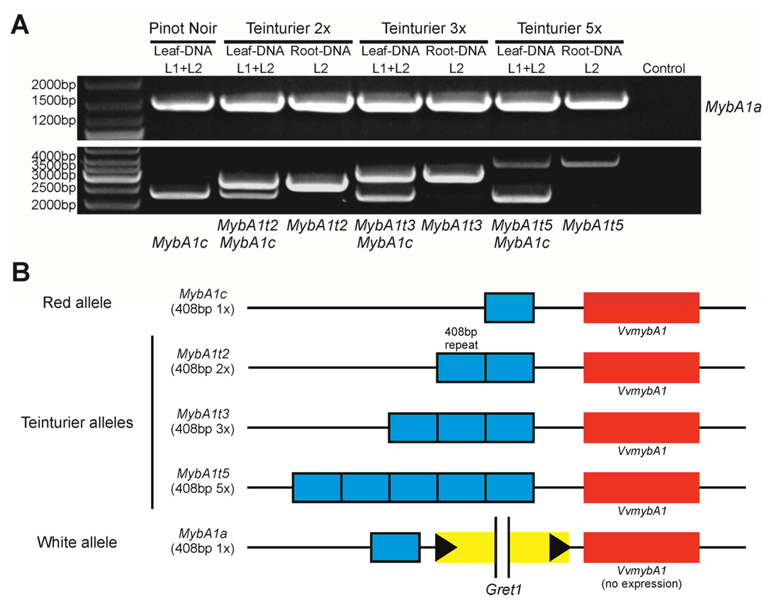 Genes 11 00891 g002