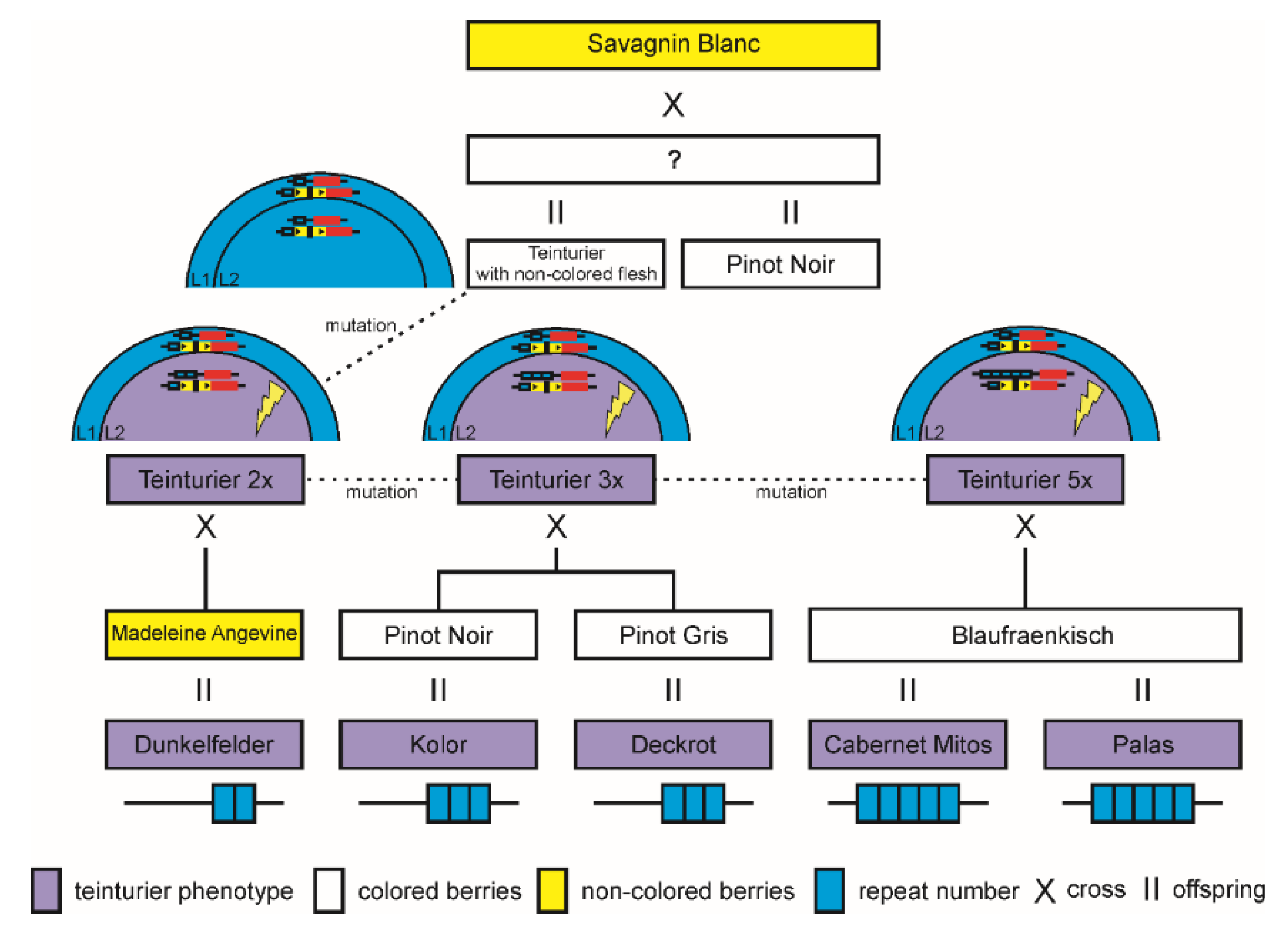 Genes 11 00891 g005
