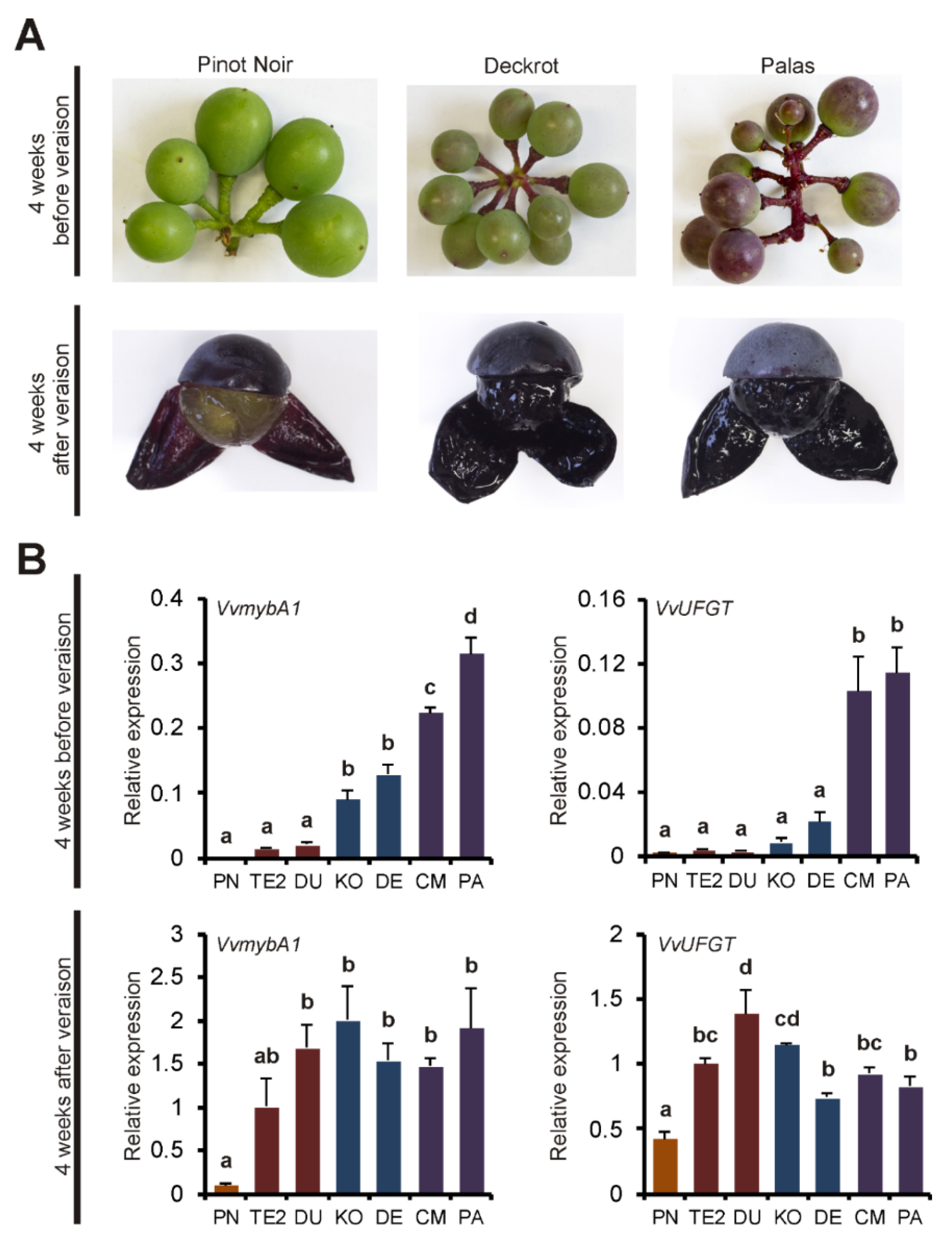 Genes 11 00891 g007