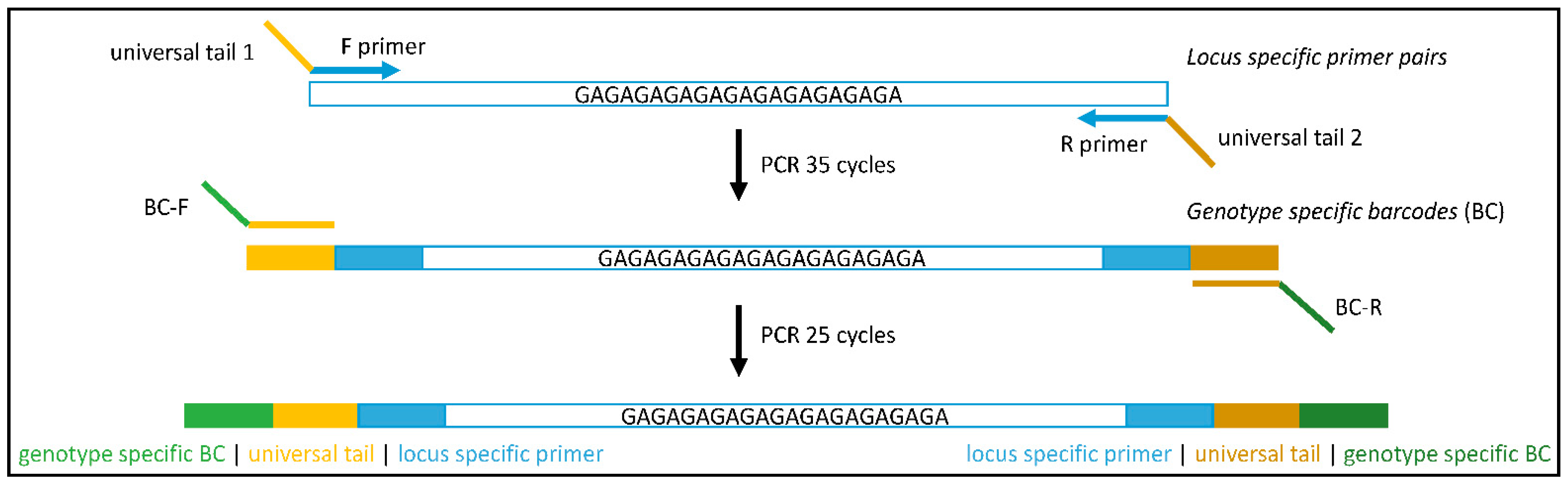 Genes 11 00917 g001 Genes 11 00917 g001