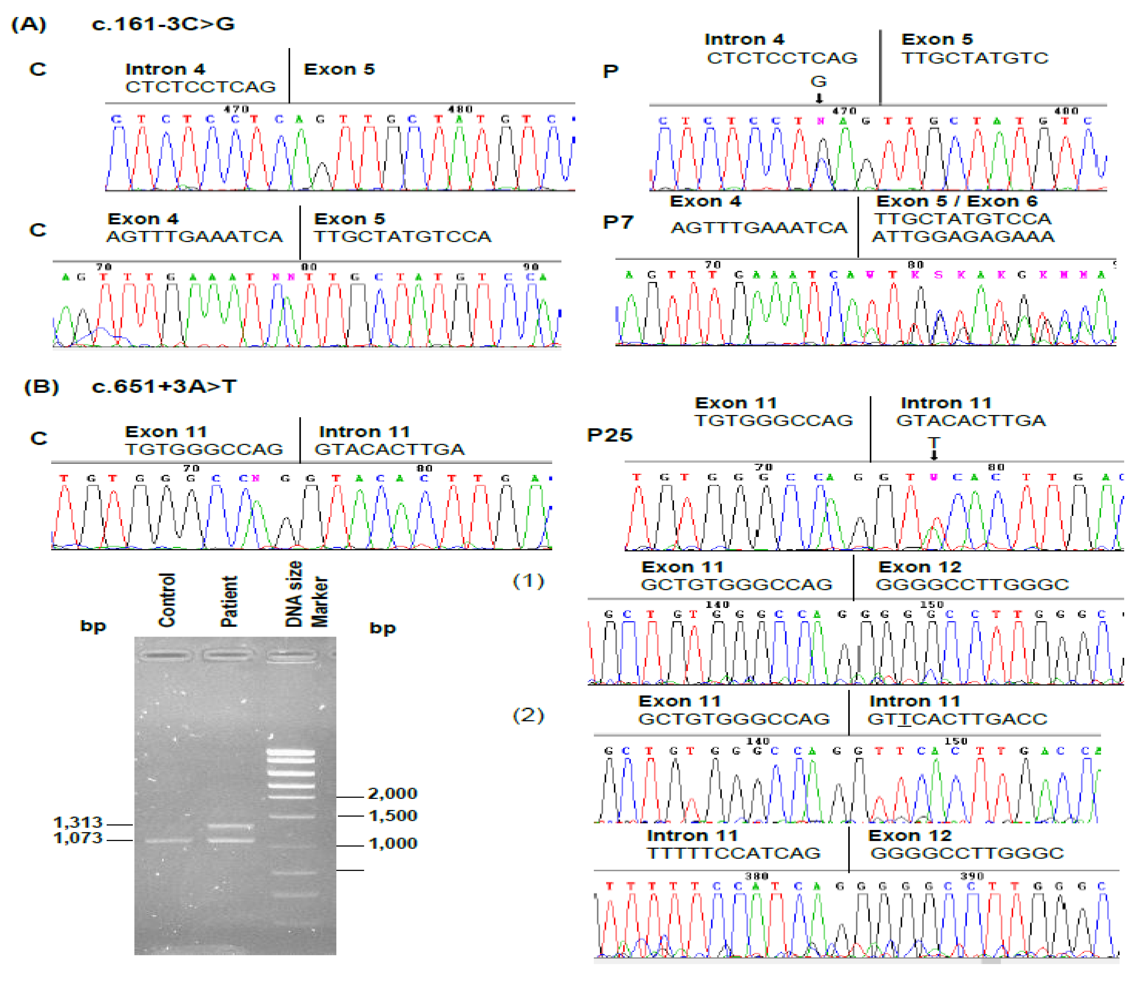 Genes 11 00924 g004