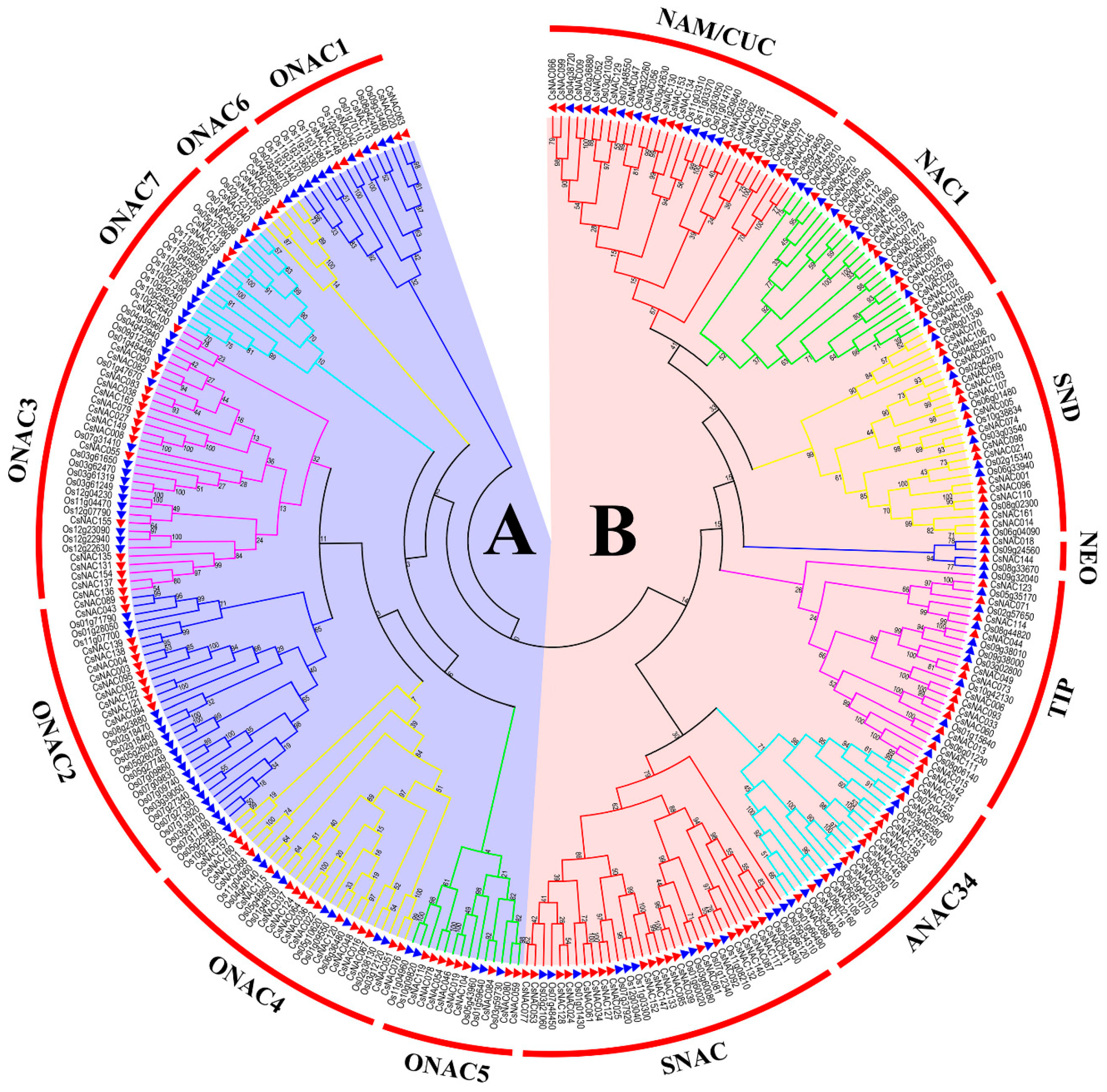 Genes 11 00927 g001 Genes 11 00927 g001