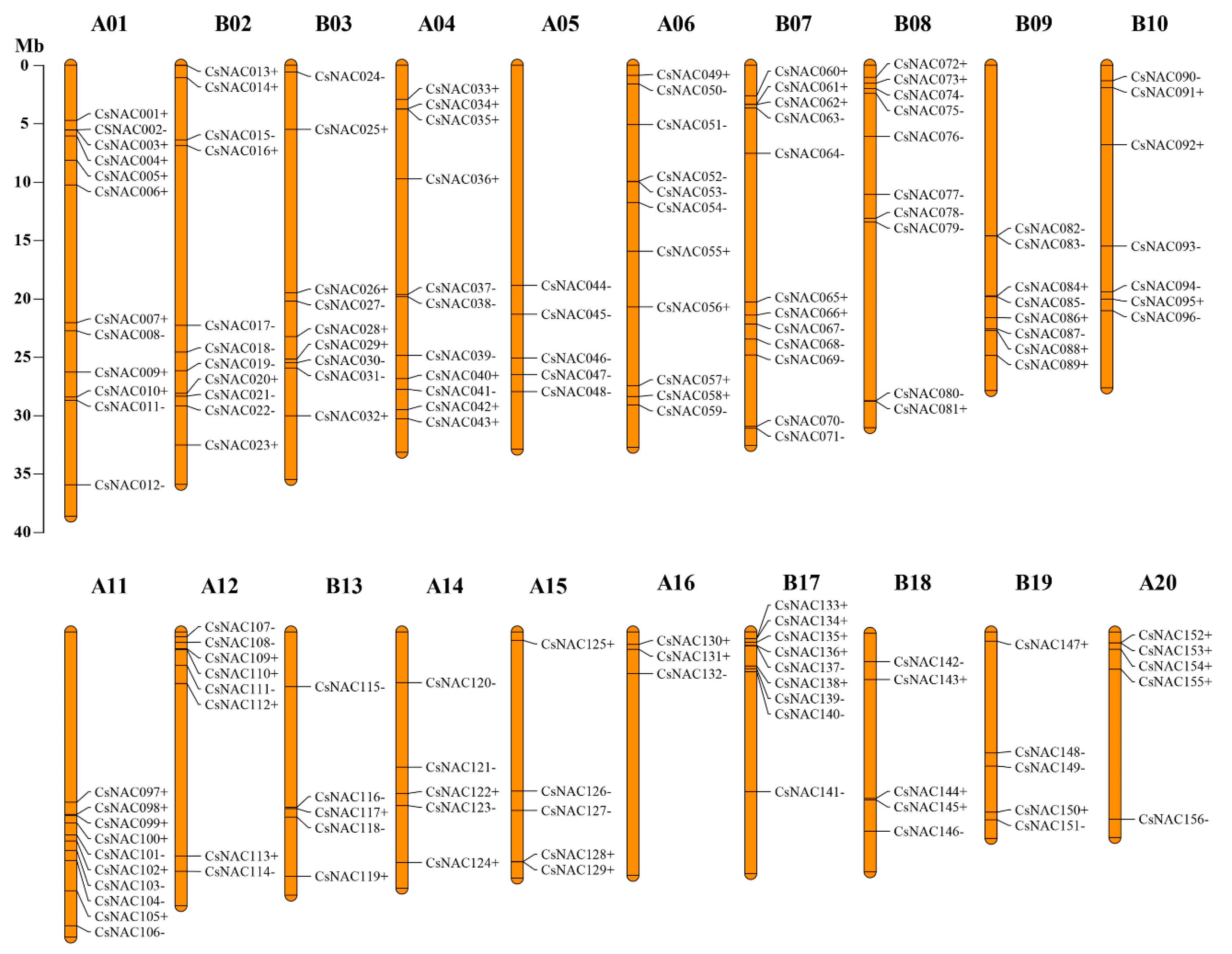 Genes 11 00927 g006 Genes 11 00927 g006